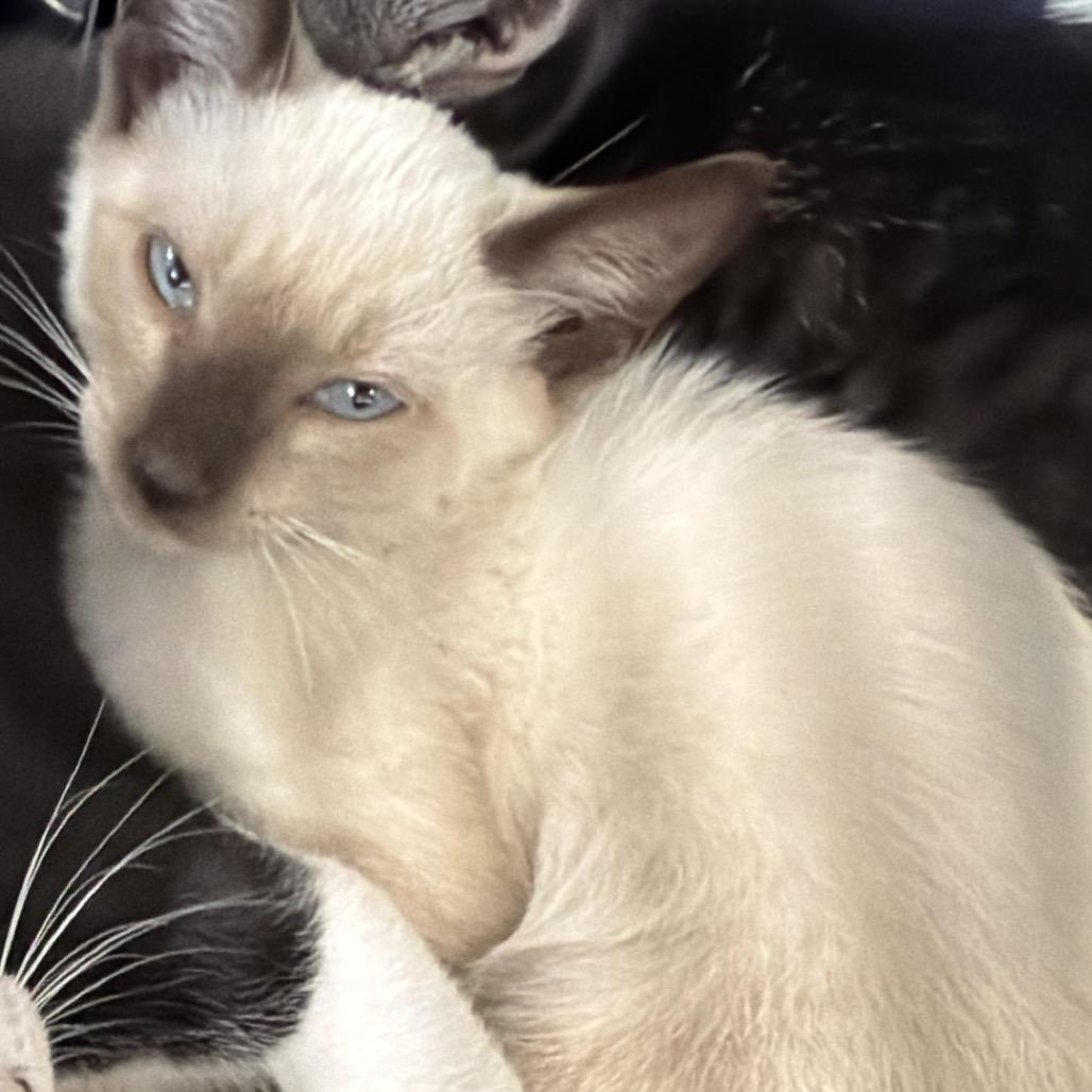 Enlarge Starfire, a Adoptable Siamese in Montgomery, AL image 1/1
