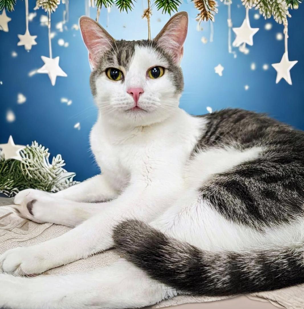 Enlarge Mr. Gray , a Adoptable mixed breed in West Palm Beach, FL image 3/6