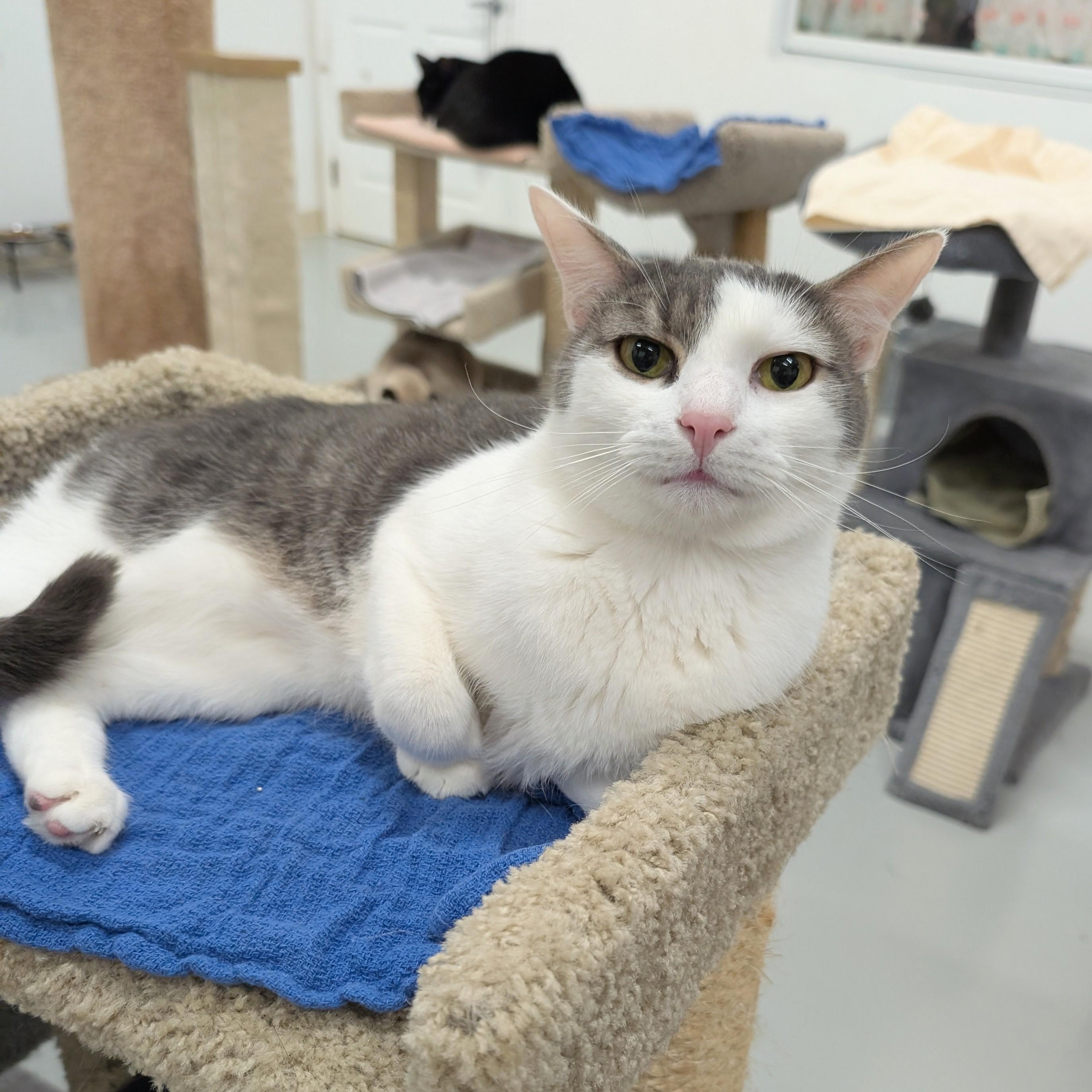 Enlarge Mr. Gray , a Adoptable mixed breed in West Palm Beach, FL image 2/6