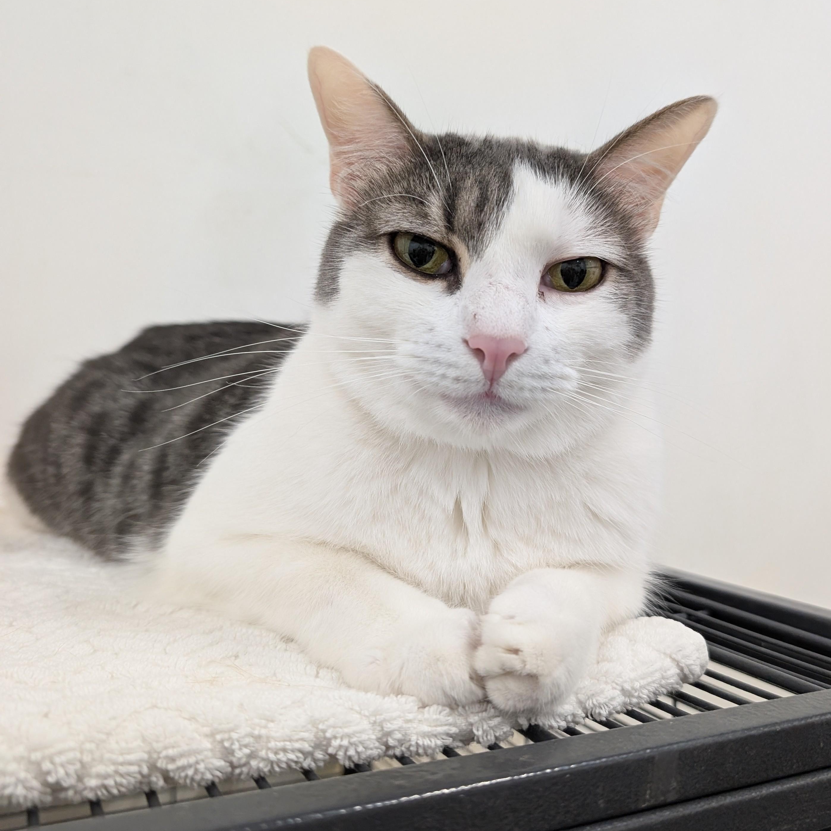 Mr. Gray , Adoptable, Adult Male Domestic Short Hair & Tabby.