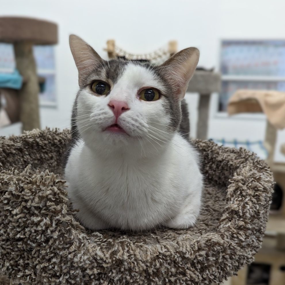 Enlarge Mr. Gray , a Adoptable mixed breed in West Palm Beach, FL image 6/6