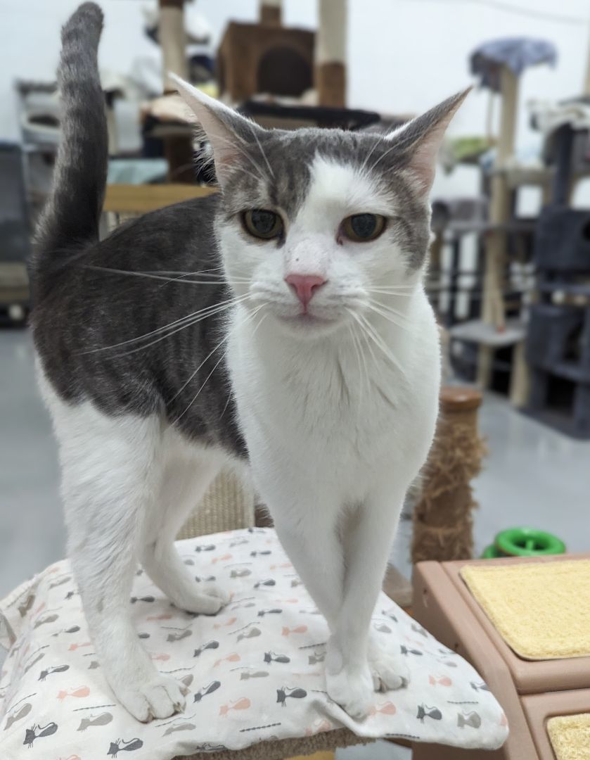 Enlarge Mr. Gray , a Adoptable mixed breed in West Palm Beach, FL image 4/6