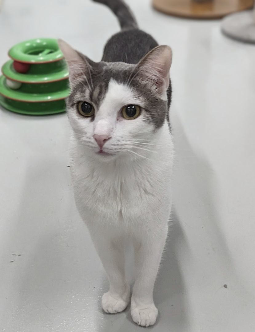 Enlarge Mr. Gray , a Adoptable mixed breed in West Palm Beach, FL image 5/6