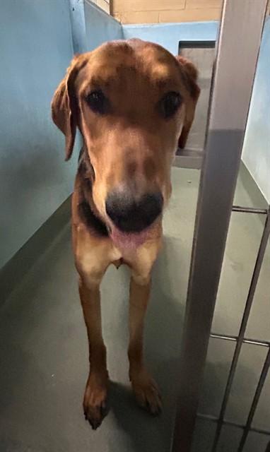 MORT, Adoptable, Young Male Rhodesian Ridgeback.