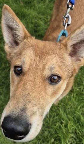 Enlarge Lou -- URGENT!, a ADOPTABLE mixed breed in Thousand Oaks, CA image 1/1