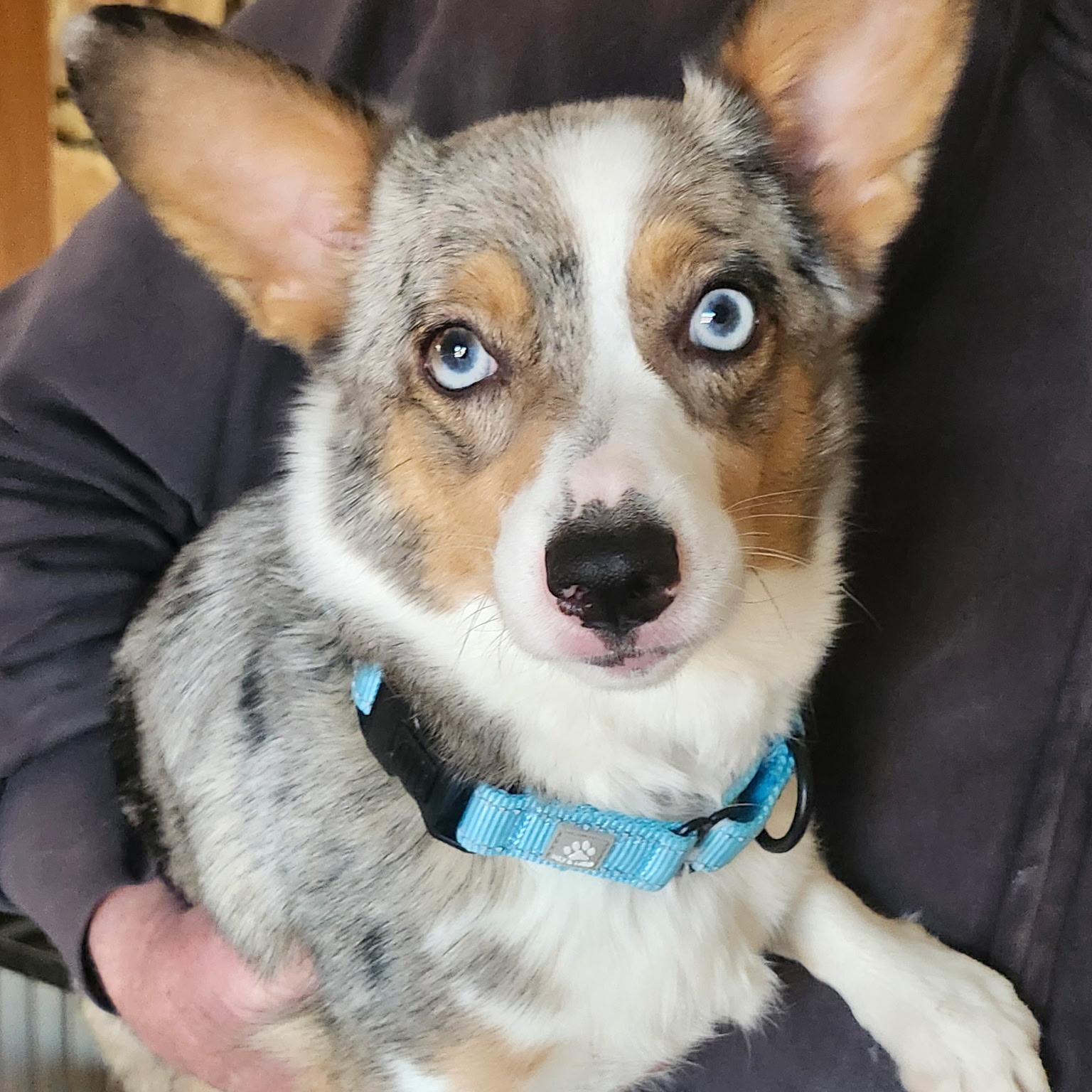 Enlarge Pepsi, a ADOPTABLE Corgi in Cedar Rapids, IA image 1/6