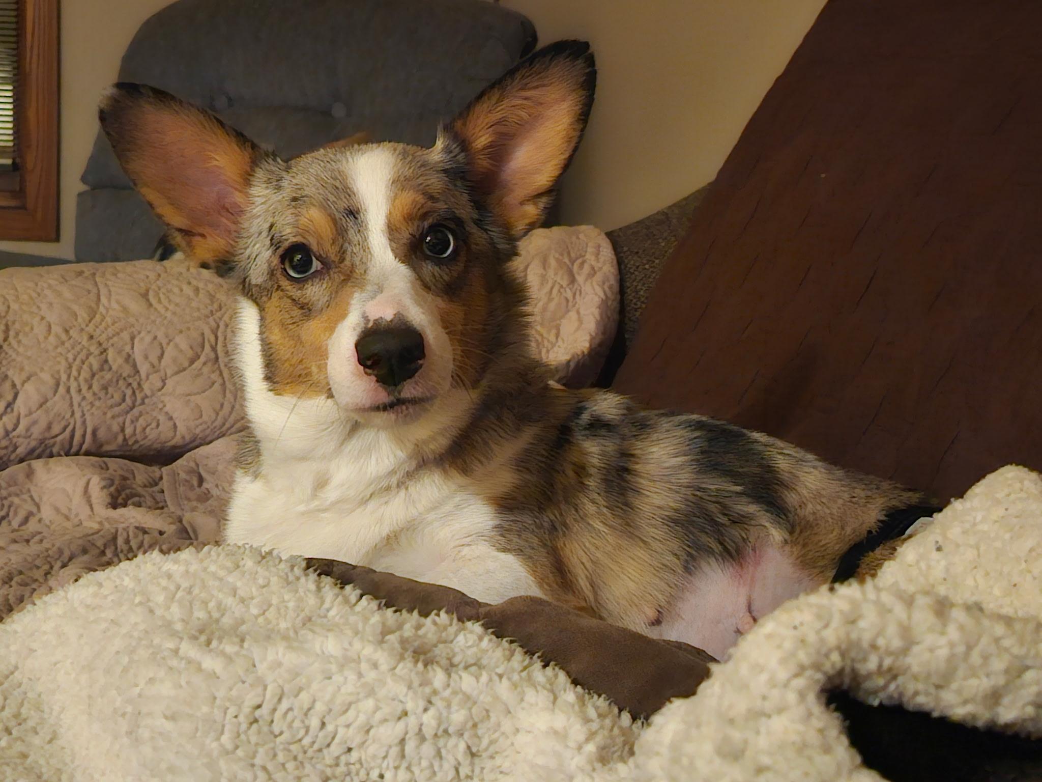 Enlarge Pepsi, a ADOPTABLE Corgi in Cedar Rapids, IA image 3/6