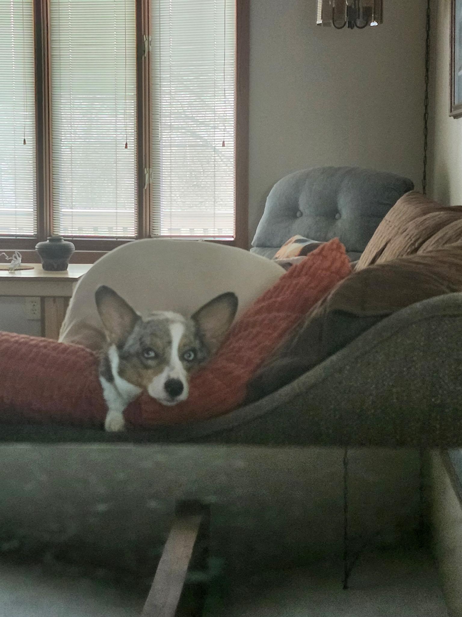 Enlarge Pepsi, a ADOPTABLE Corgi in Cedar Rapids, IA image 2/6