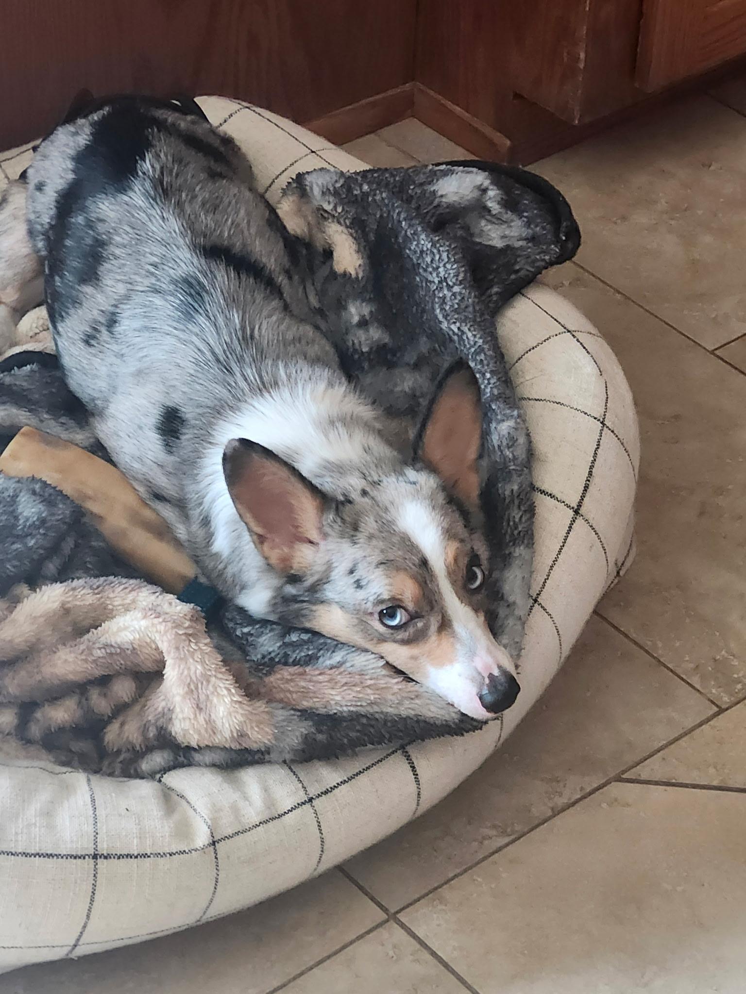 Enlarge Pepsi, a ADOPTABLE Corgi in Cedar Rapids, IA image 6/6