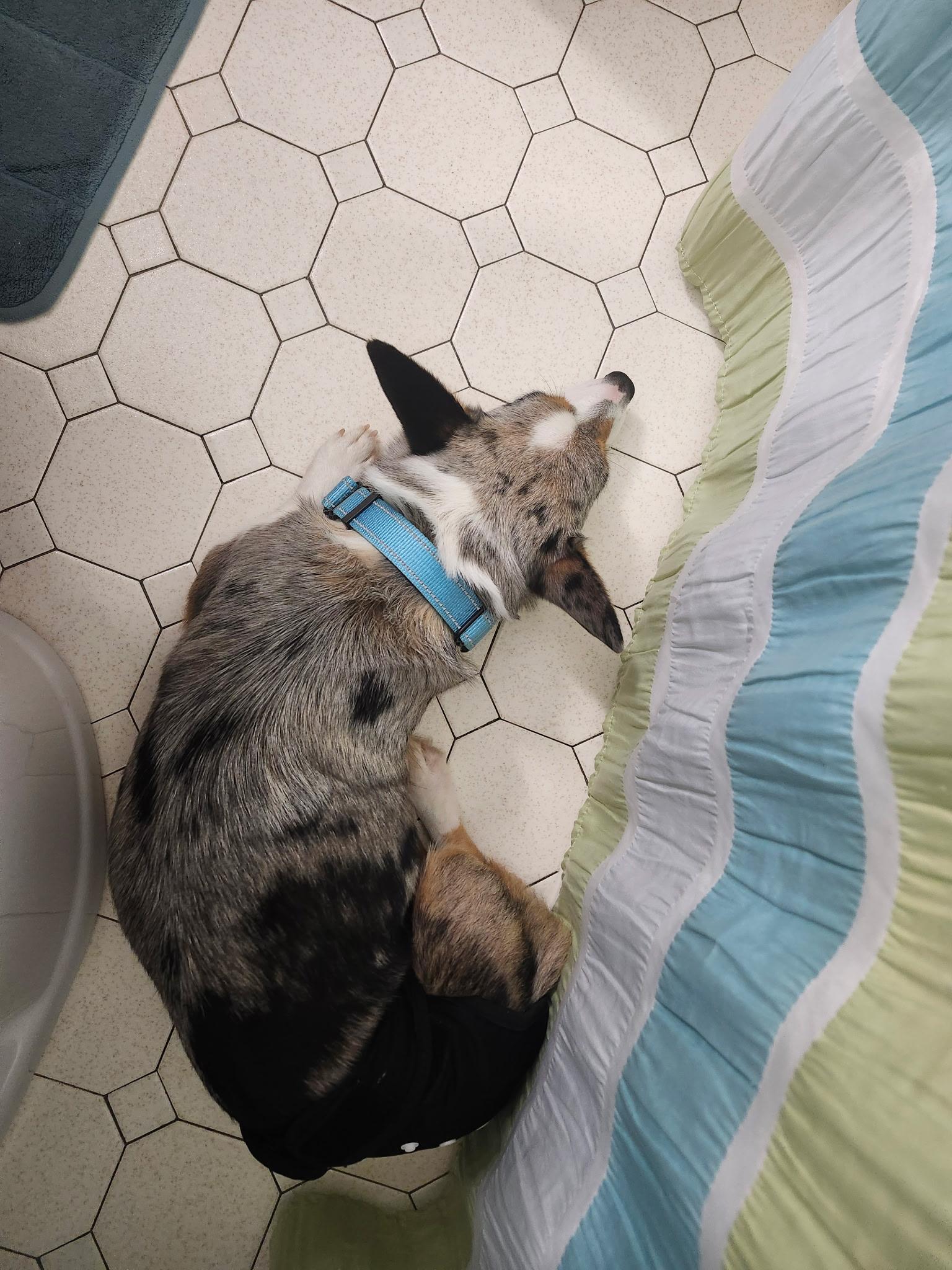 Enlarge Pepsi, a ADOPTABLE Corgi in Cedar Rapids, IA image 4/6