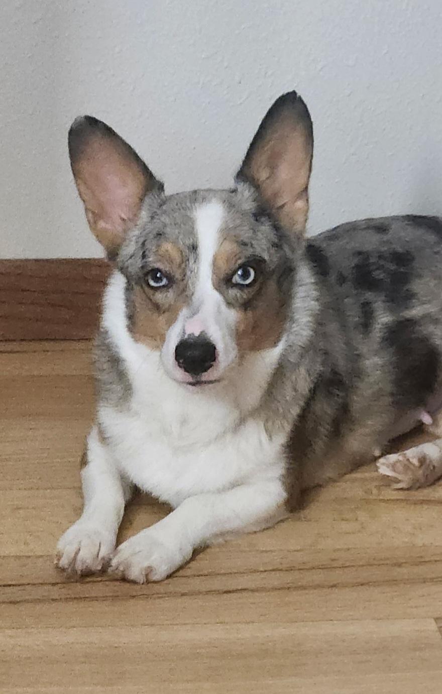 Enlarge Pepsi, a ADOPTABLE Corgi in Cedar Rapids, IA image 5/6