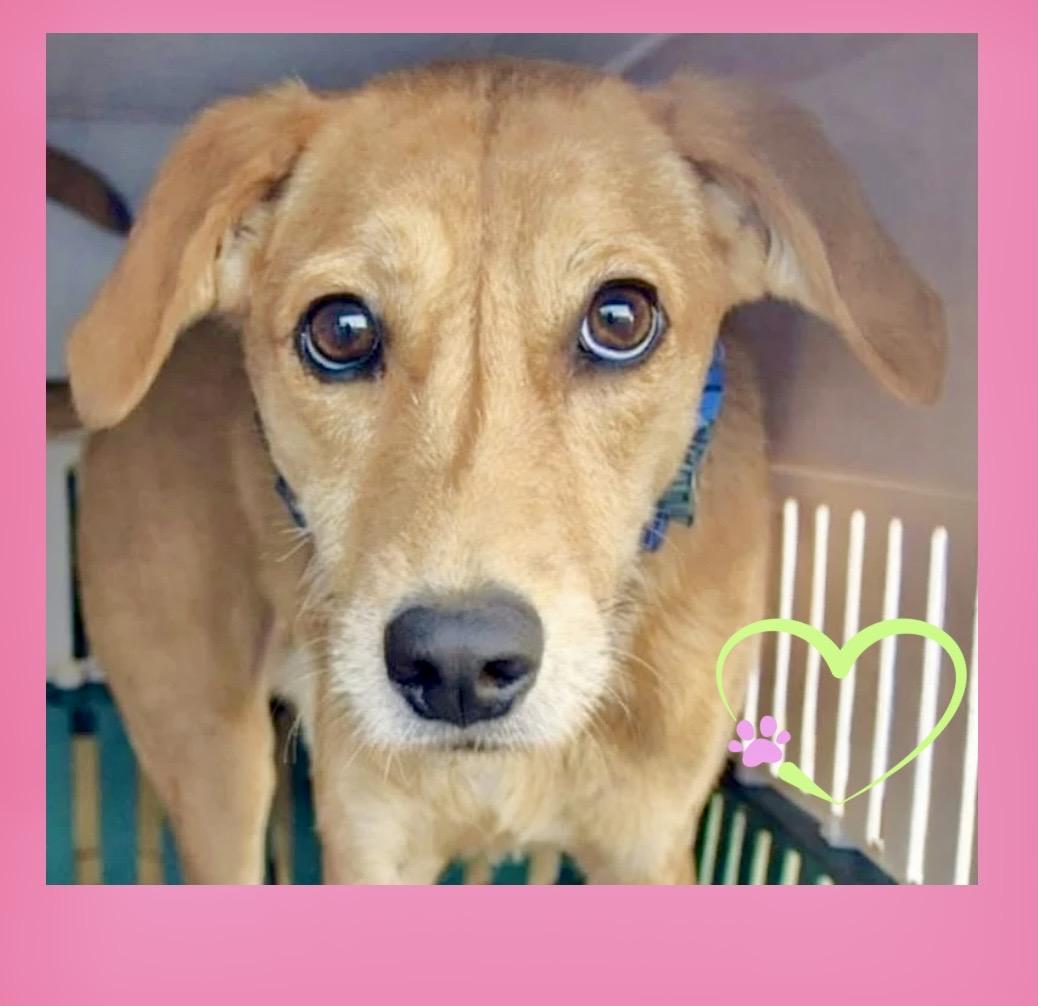 Shandy, ADOPTABLE, Young Female Mixed Breed.