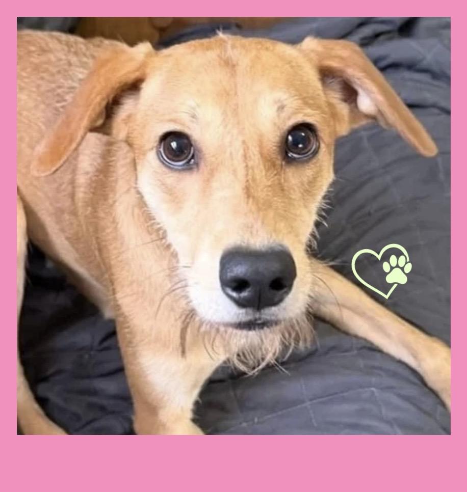 Enlarge Shandy, a ADOPTABLE Mixed Breed in Westfield, NY image 3/6