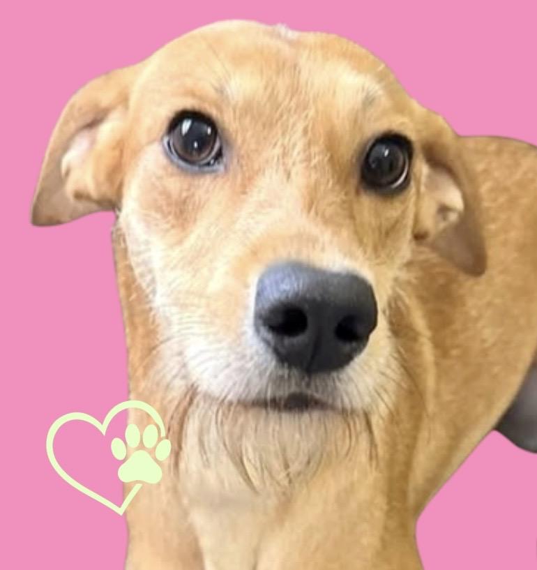 Enlarge Shandy, a ADOPTABLE Mixed Breed in Westfield, NY image 5/6