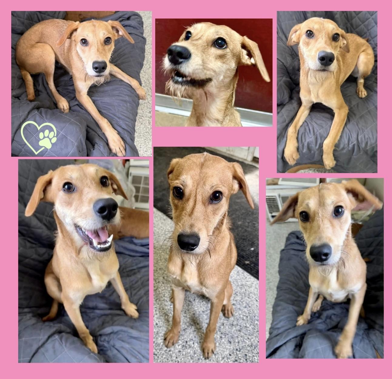 Enlarge Shandy, a ADOPTABLE Mixed Breed in Westfield, NY image 4/6