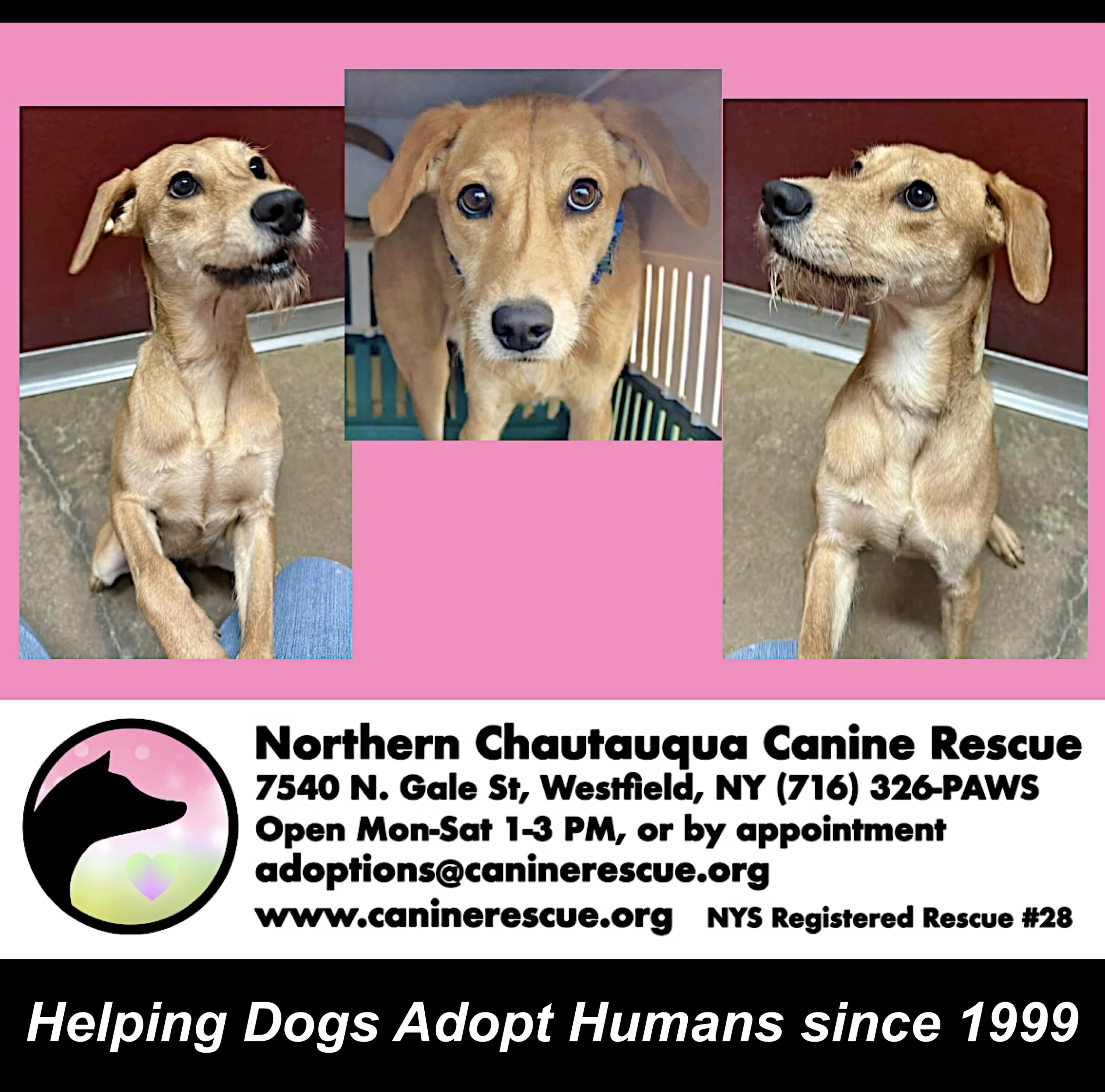 Enlarge Shandy, a ADOPTABLE Mixed Breed in Westfield, NY image 6/6