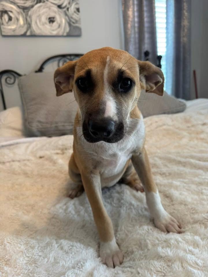 Reverie, a Adoptable mixed breed in Fond Du Lac, WI image 5/5