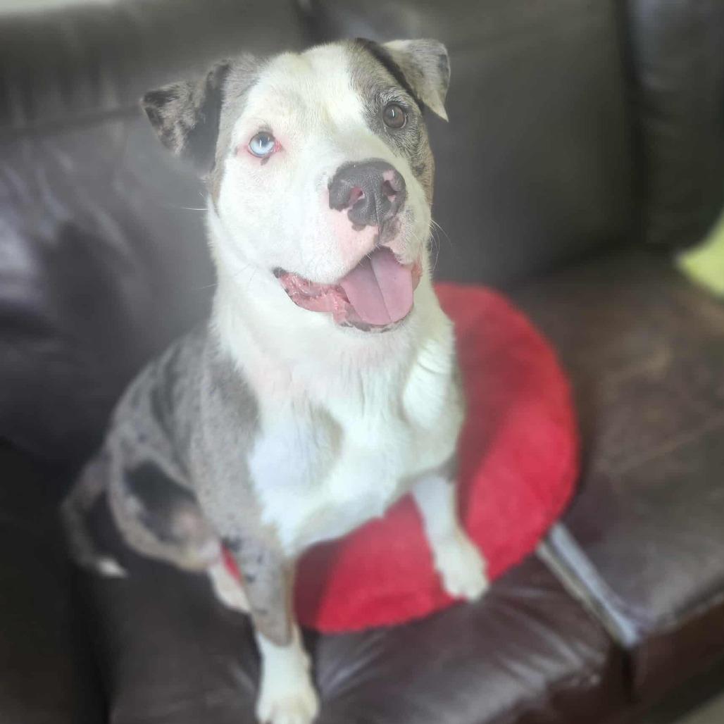 Wilbur **Courtesy Post. Out of town pet. See below for details**