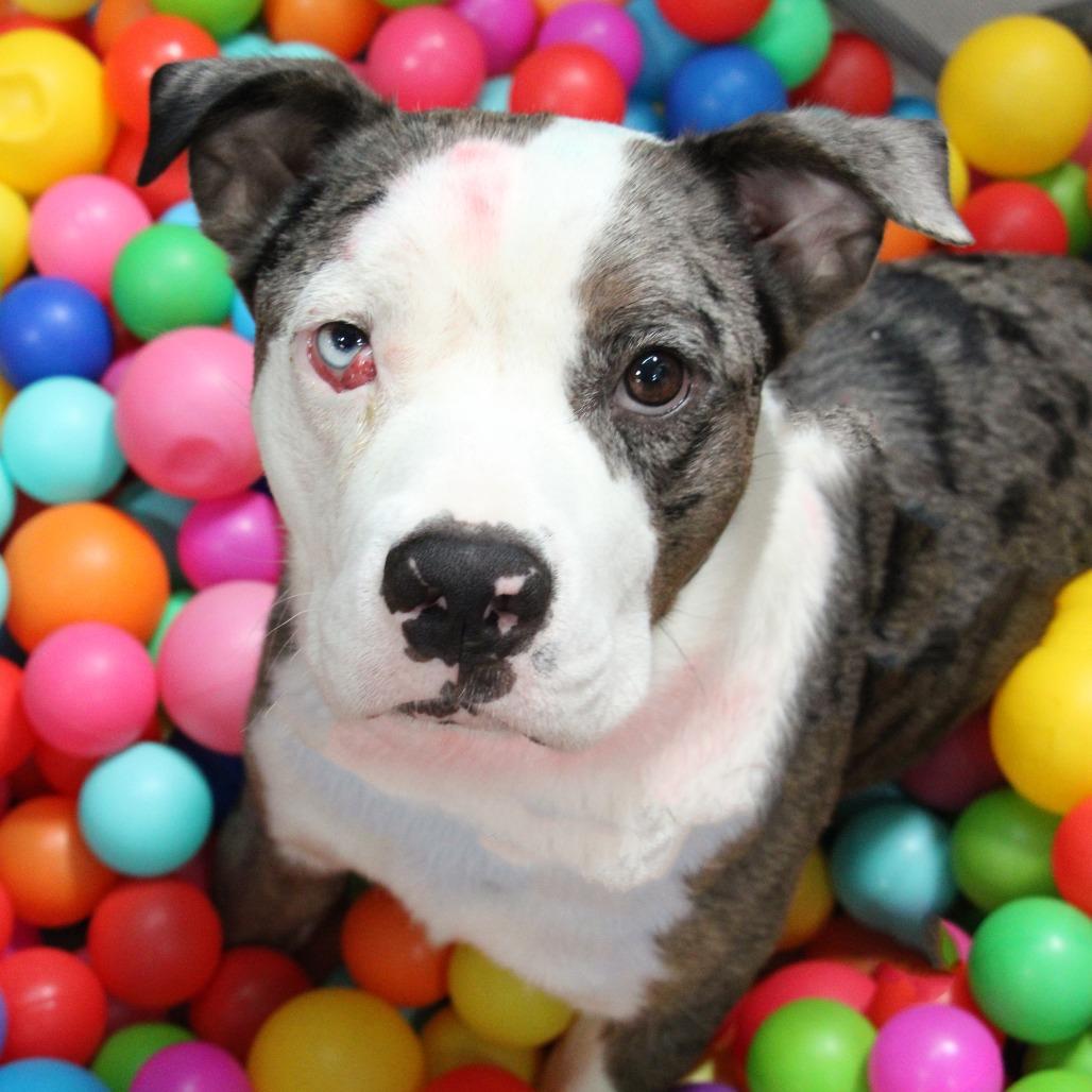 Wilbur **Courtesy Post. Out of town pet. See below for details**