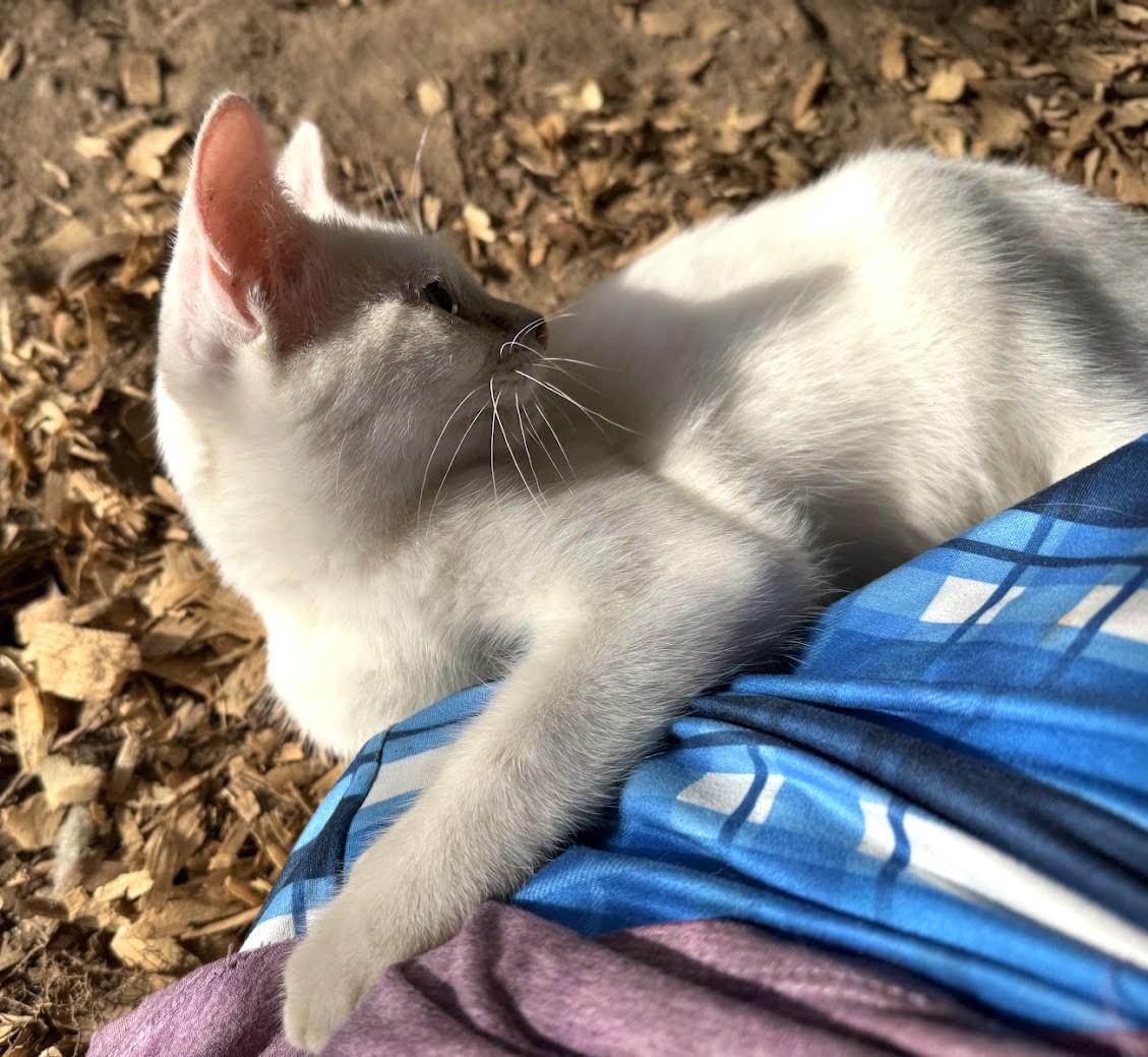 SALEM