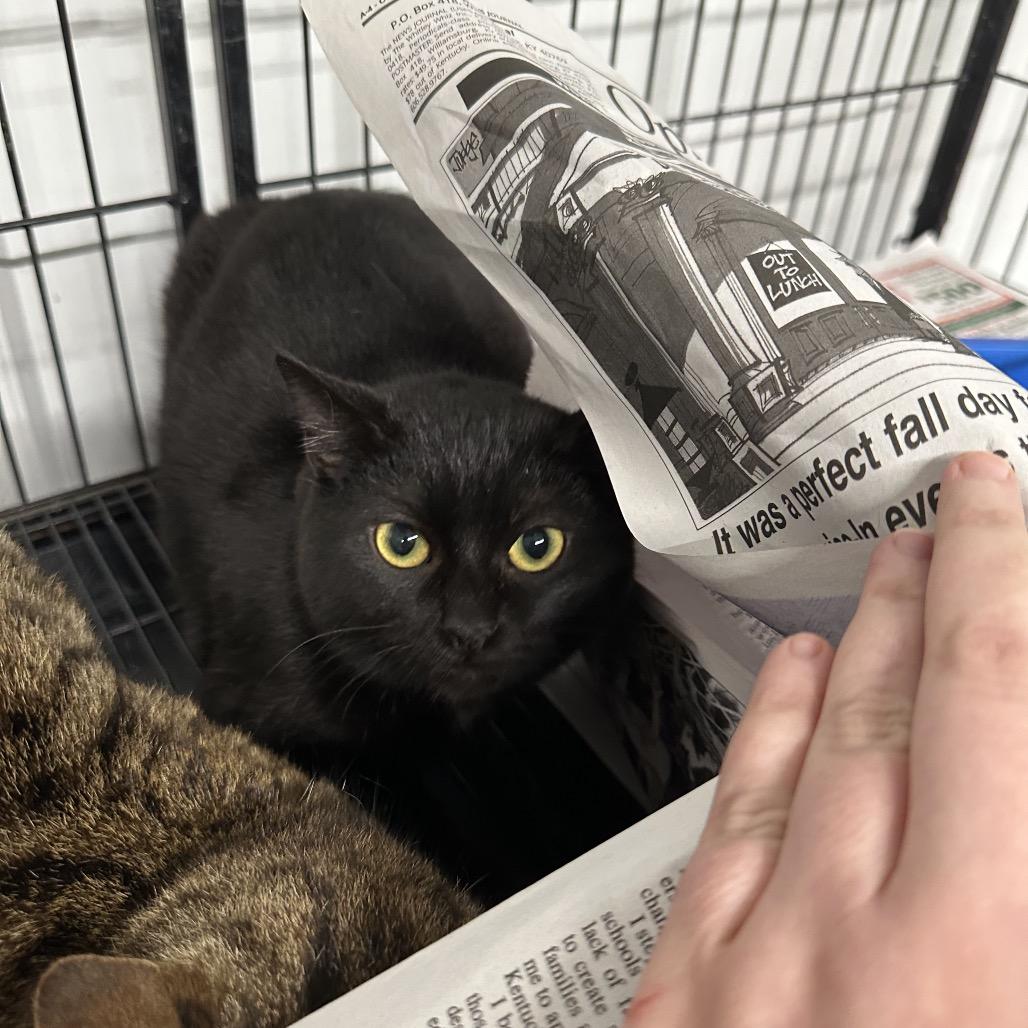 Peekaboo, Adoptable, Young Female Domestic Short Hair.