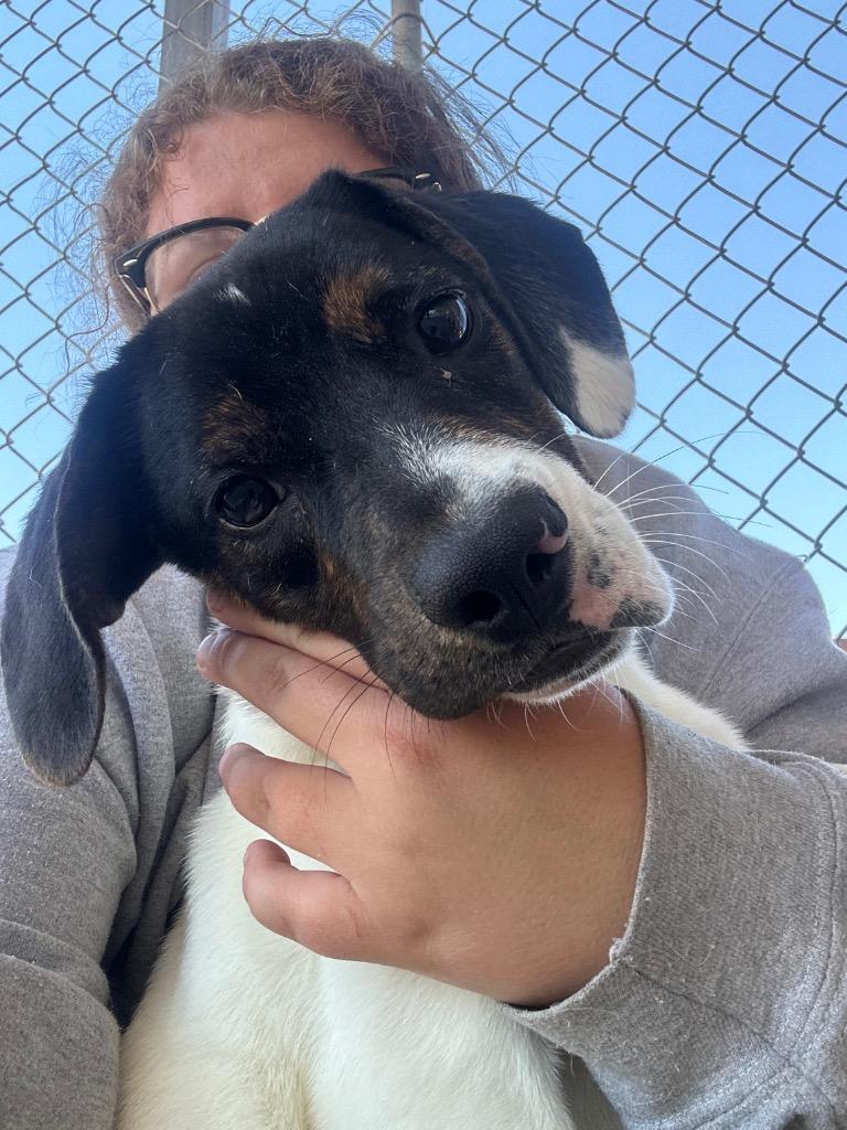 Waylon, Adoptable, Puppy Male Hound & Jack Russell Terrier.