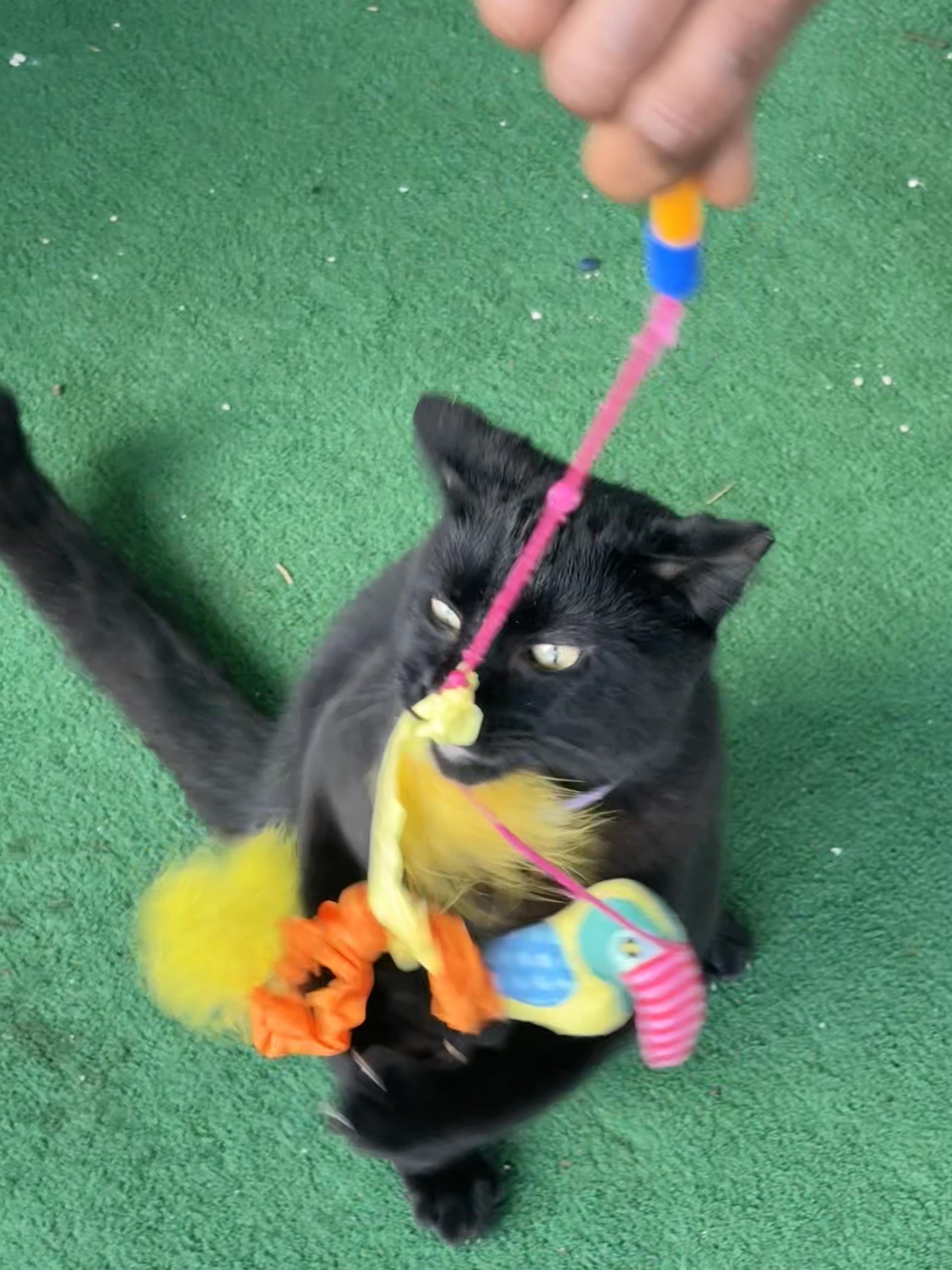 Enlarge Friday *video*  (sweet kitty who was abandoned), an adopted Domestic Short Hair in Daytona Beach, FL image 3/4