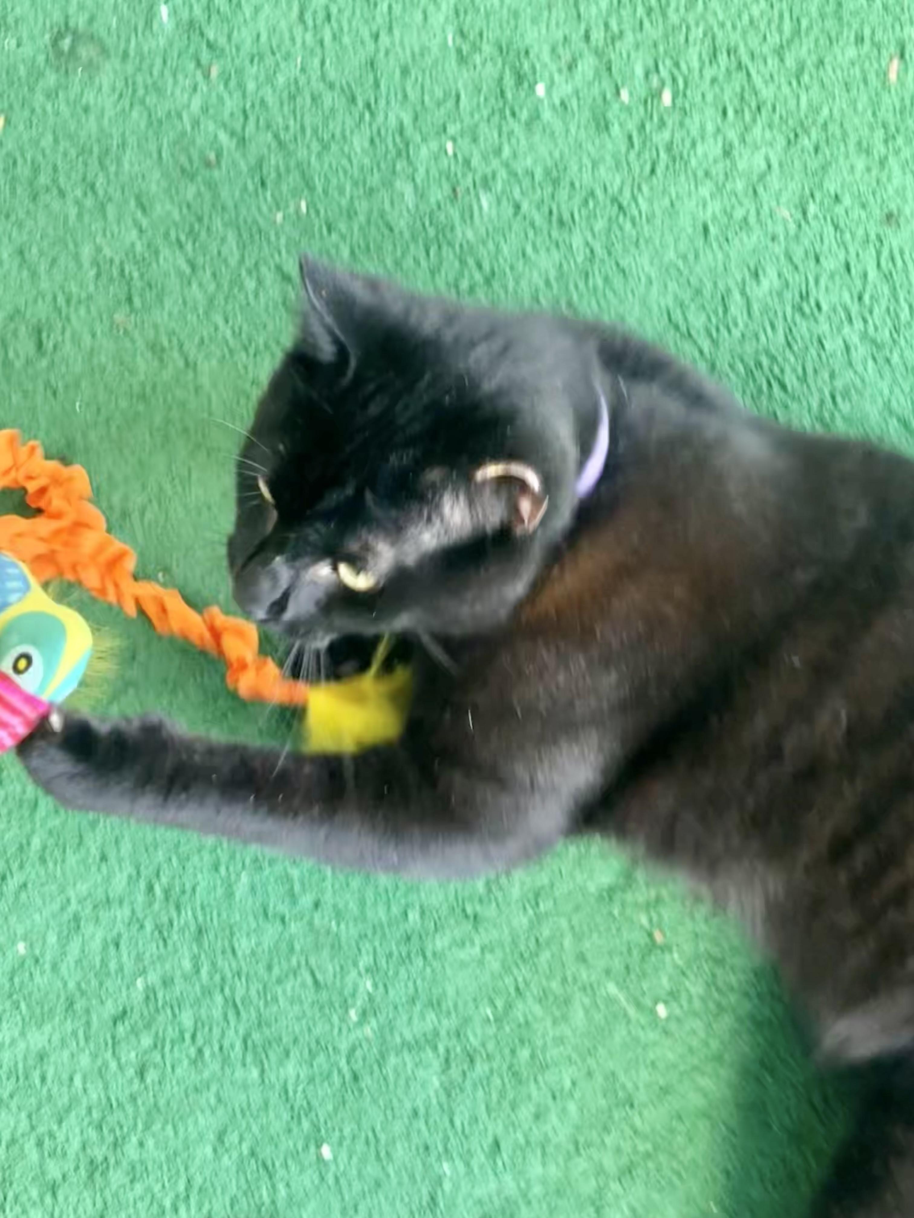 Enlarge Friday *video*  (sweet kitty who was abandoned), an adopted Domestic Short Hair in Daytona Beach, FL image 4/4