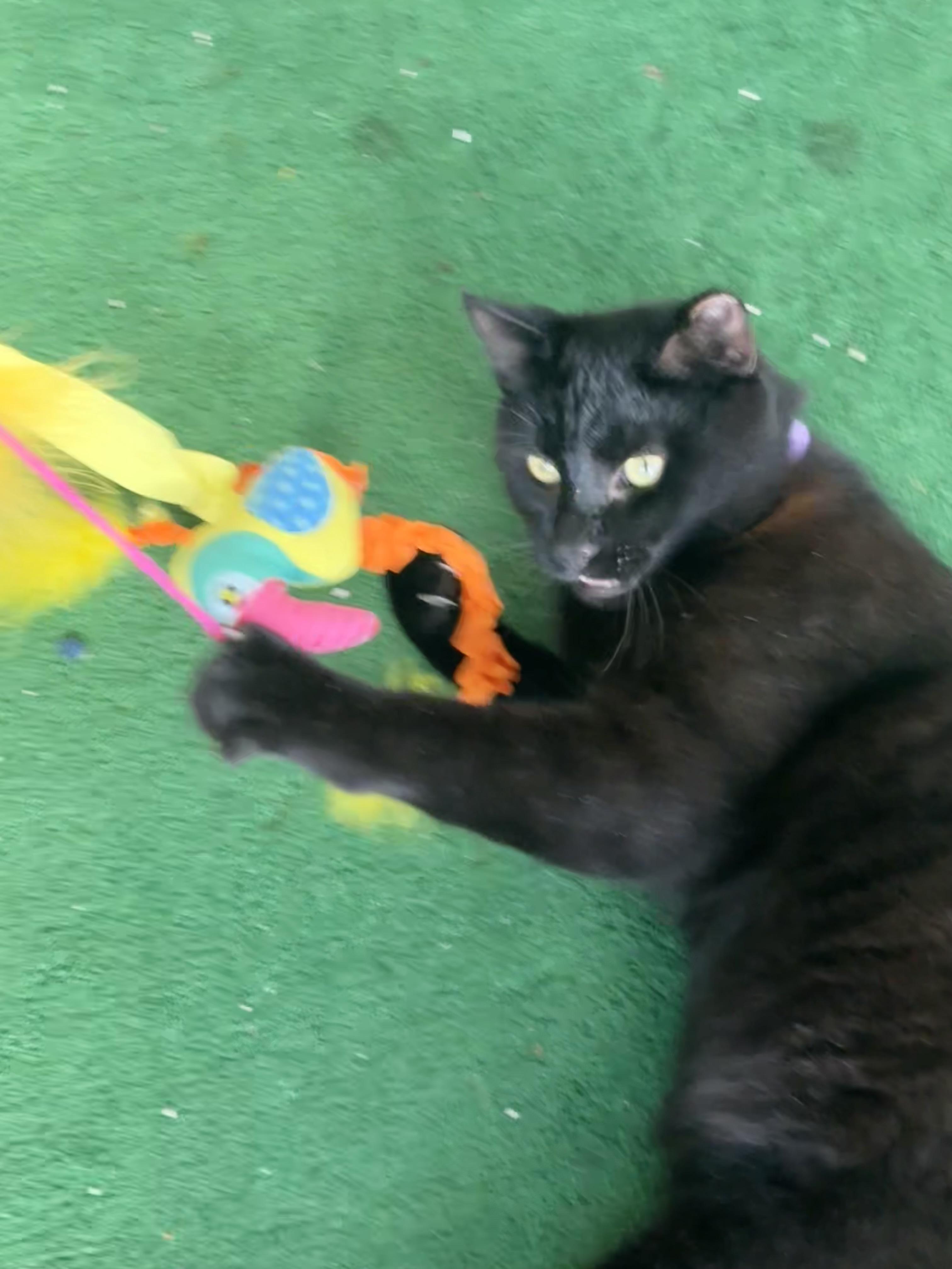 Enlarge Friday *video*  (sweet kitty who was abandoned), an adopted Domestic Short Hair in Daytona Beach, FL image 2/4