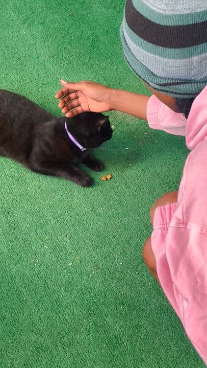 Enlarge Friday *video*  (sweet kitty who was abandoned), an adopted Domestic Short Hair in Daytona Beach, FL video 1/4