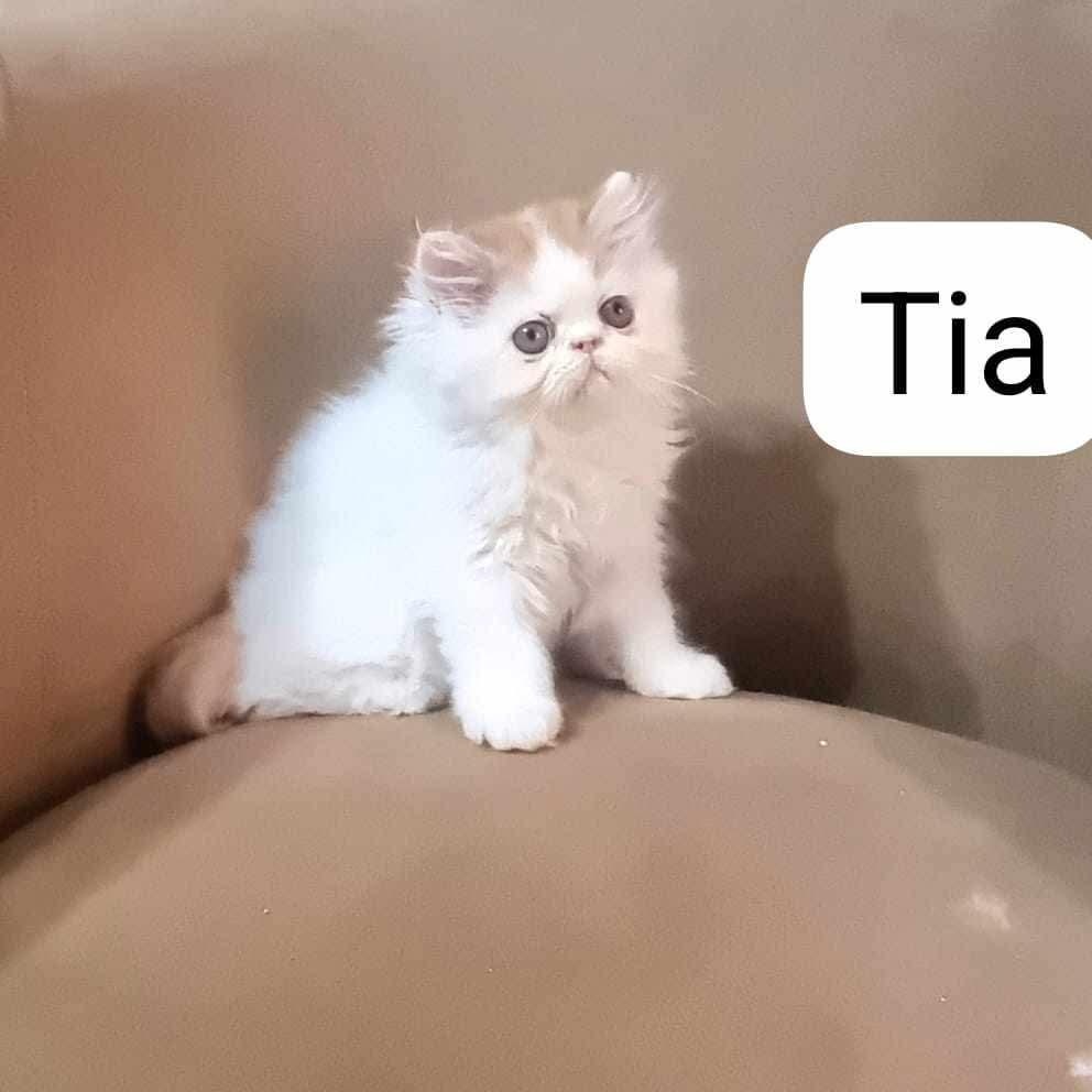 Tia, an adoptable Persian in Old Bridge, NJ, 08857 | Photo Image 1