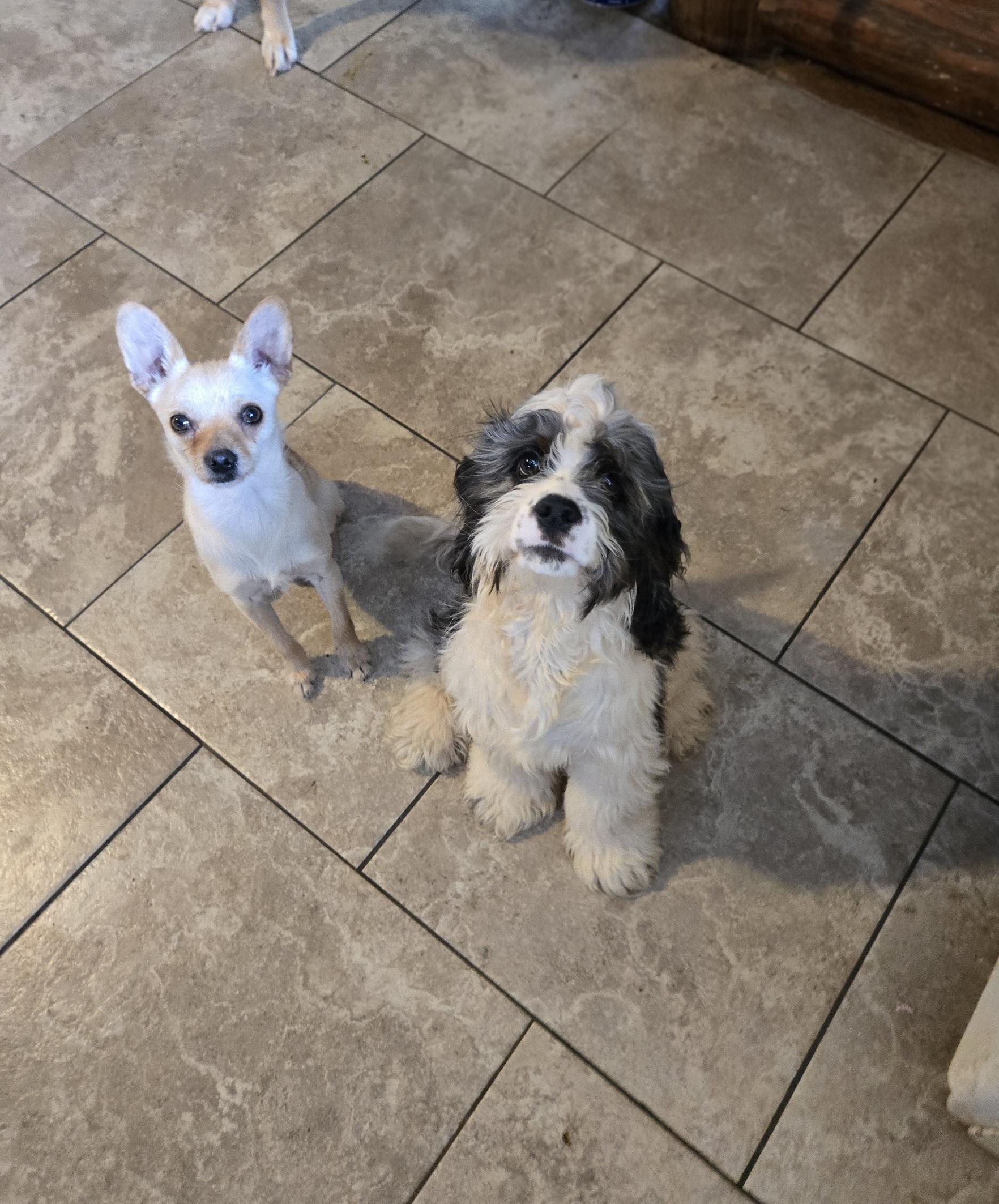 Enlarge Spades , a Adoptable Cocker Spaniel in Friendship, NY image 3/3