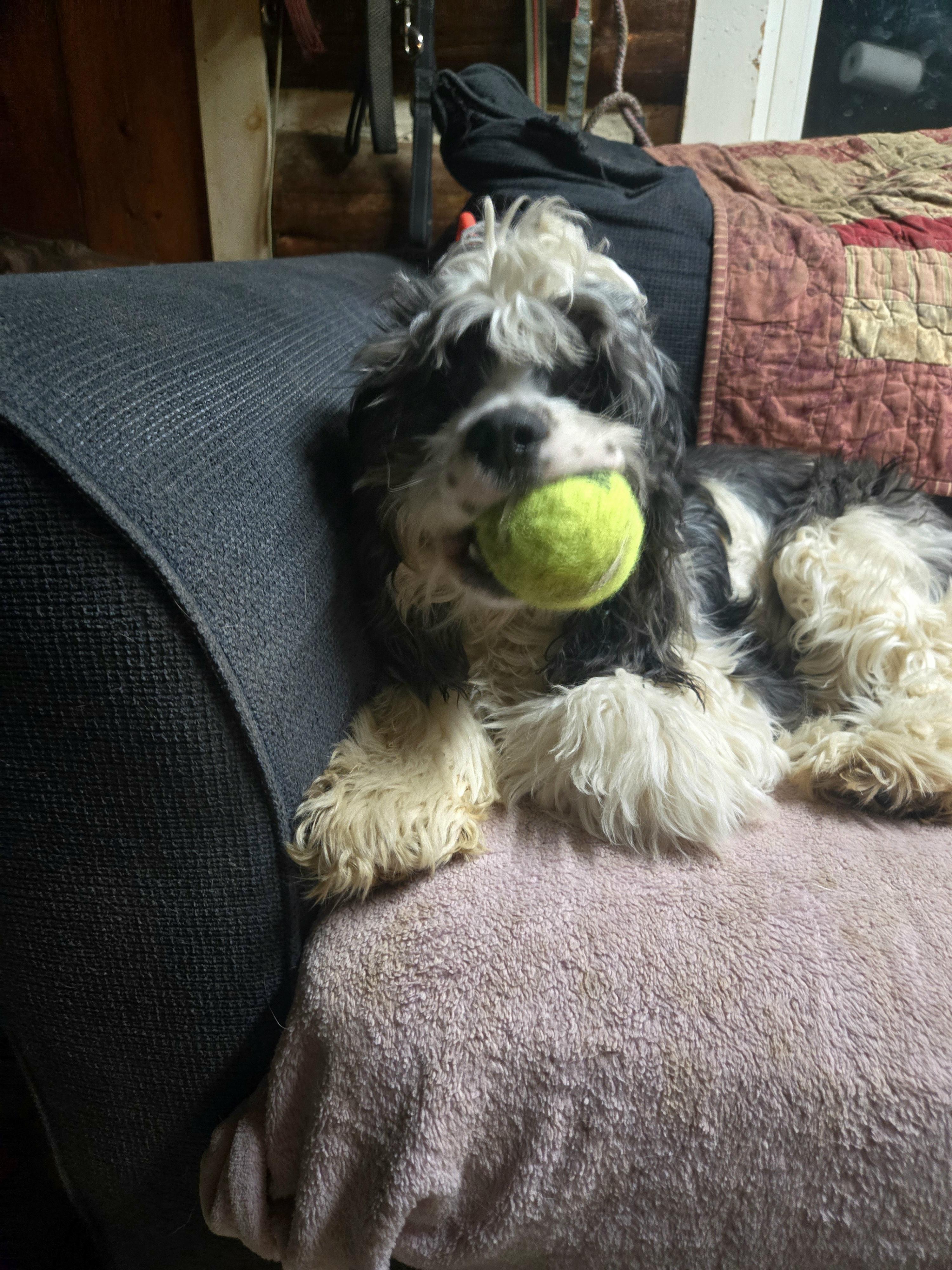 Enlarge Spades , a Adoptable Cocker Spaniel in Friendship, NY image 2/3