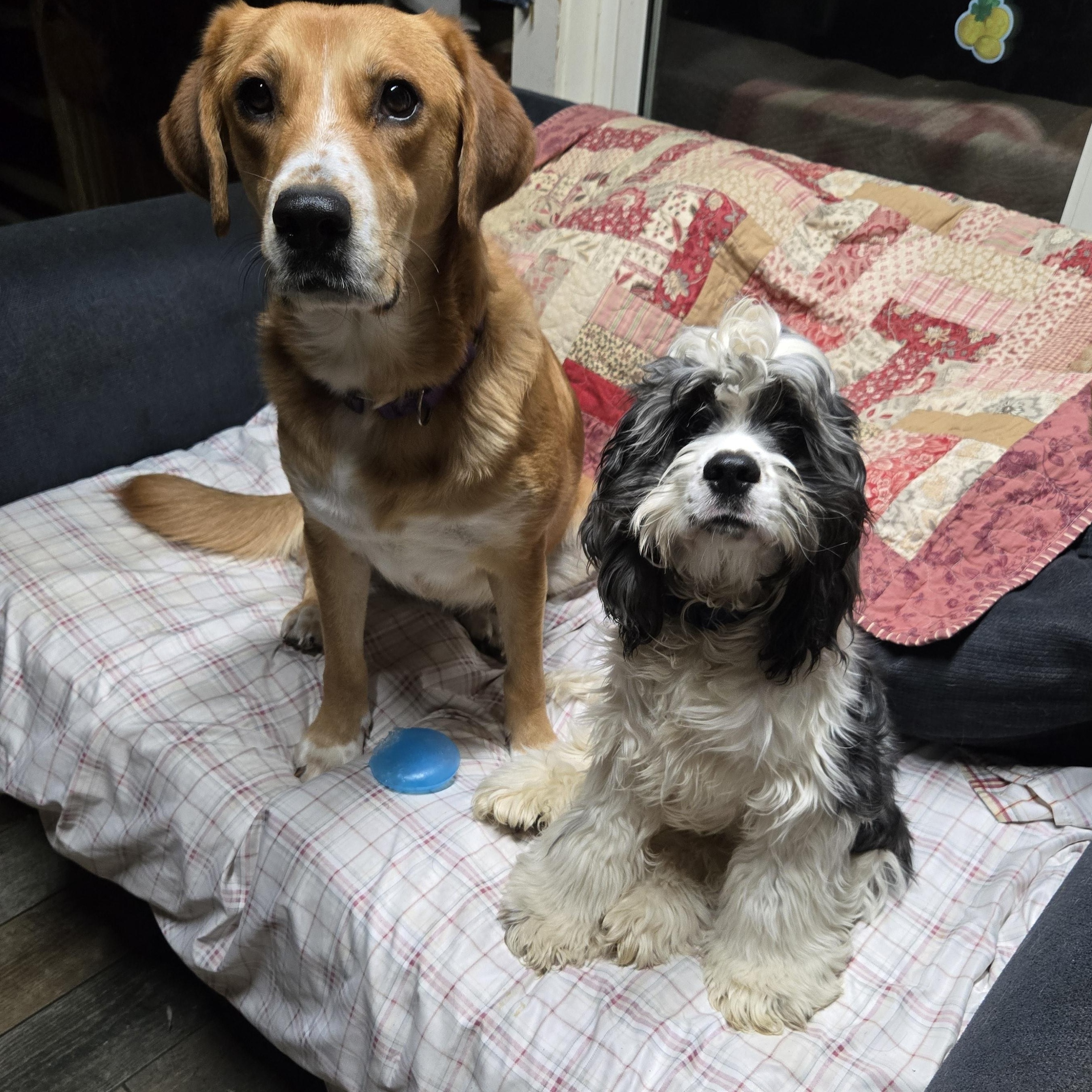 Spades , Adoptable, Adult Male Cocker Spaniel.
