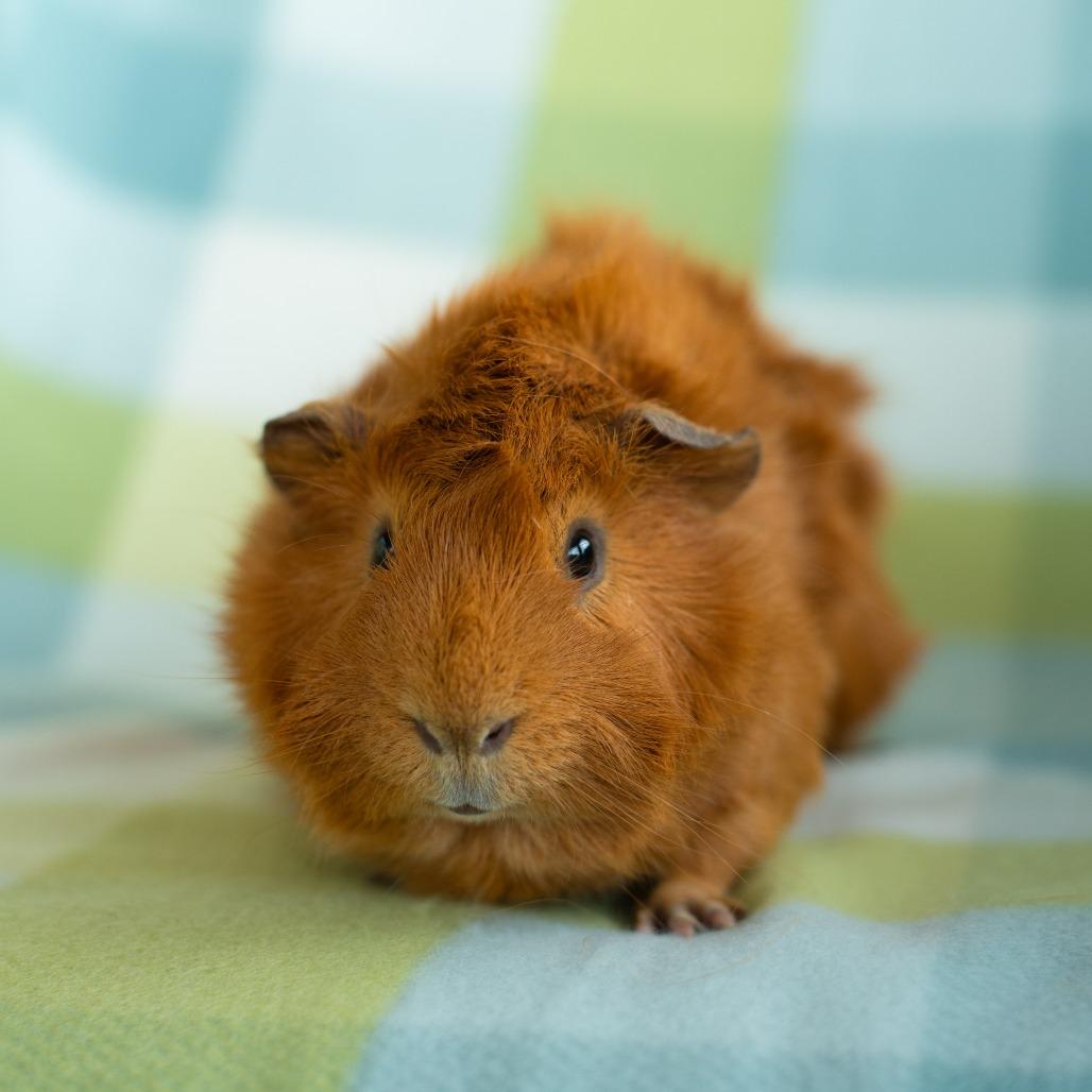 Gus, Adoptable, Adult Male Guinea Pig.