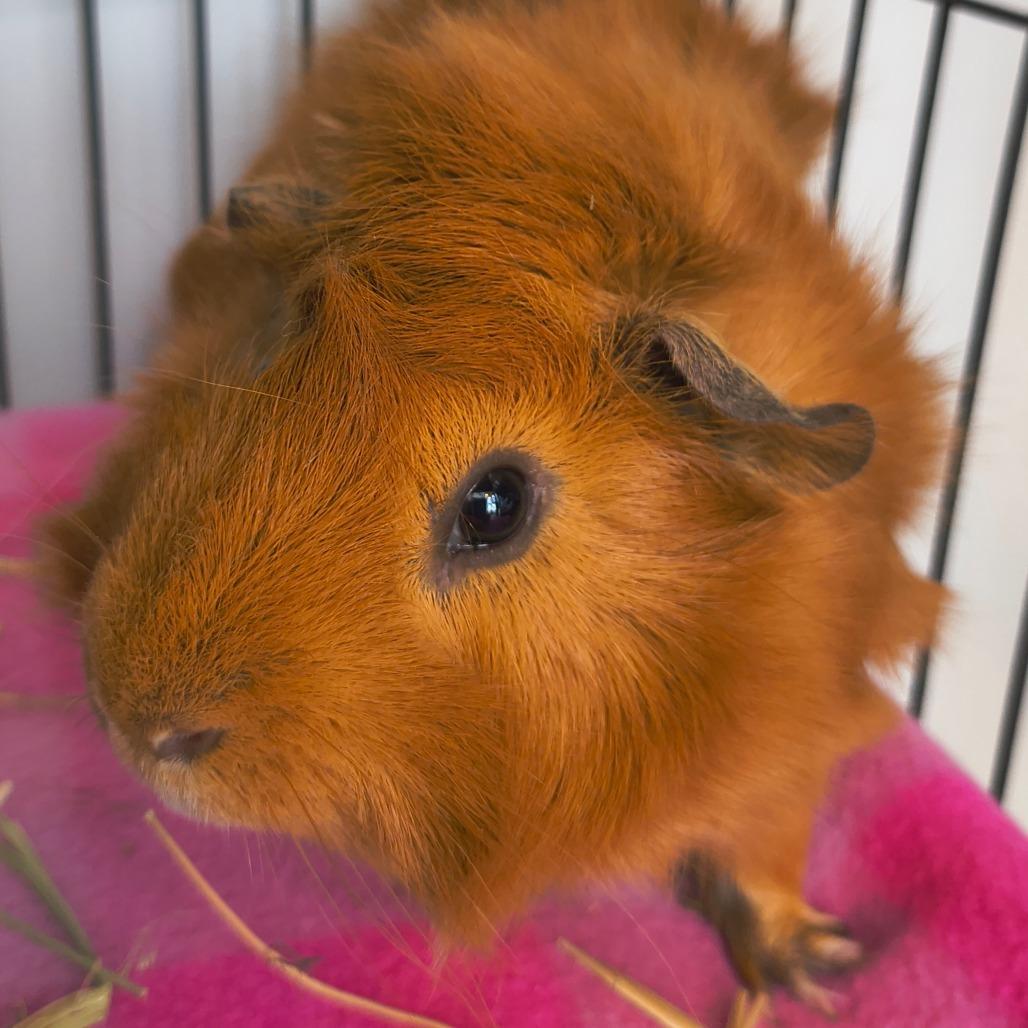 Enlarge Gus, a Adoptable Guinea Pig in Warwick, RI image 2/2