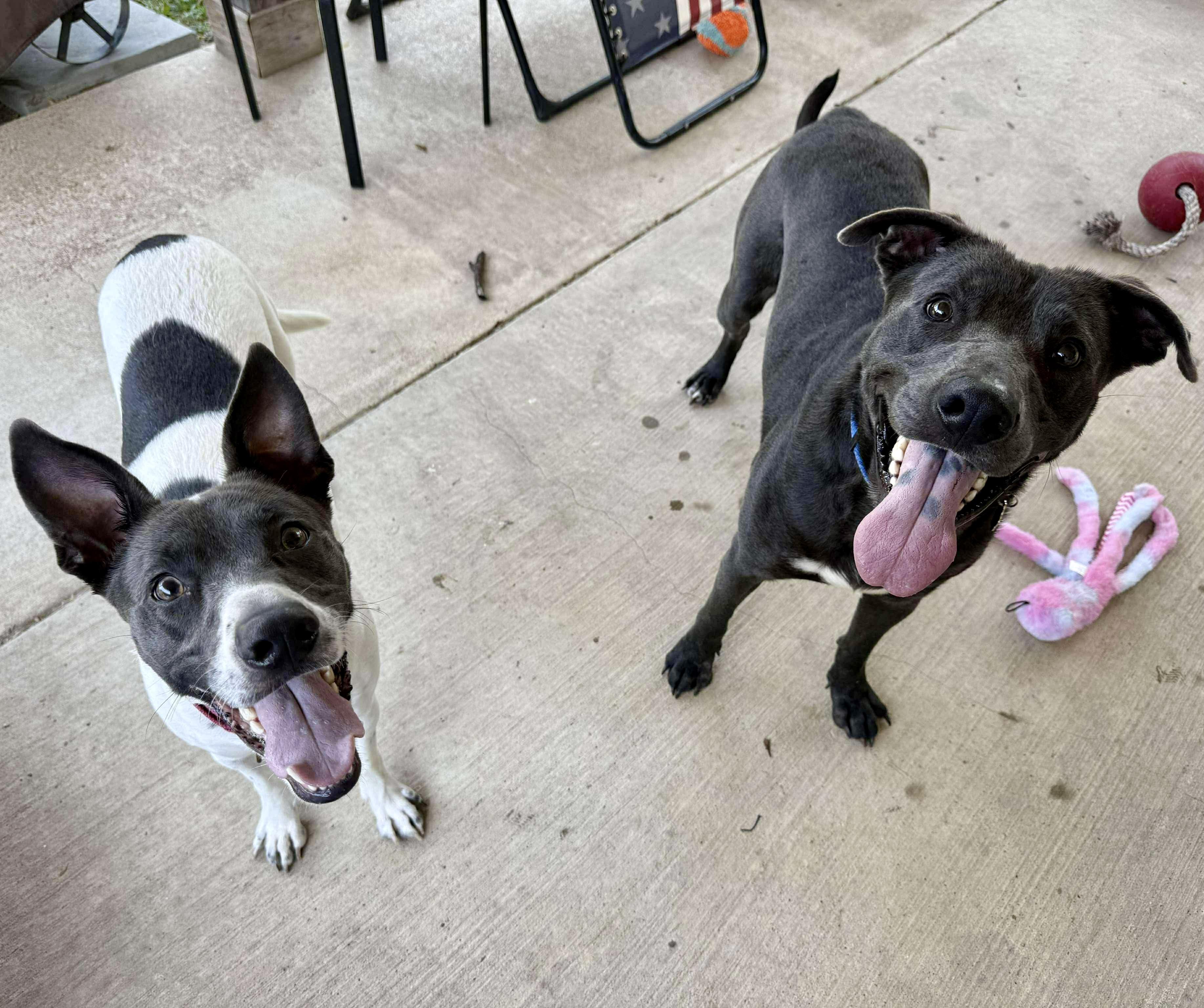 Enlarge Rocky, a Adoptable mixed breed in Fort Worth, TX image 5/6