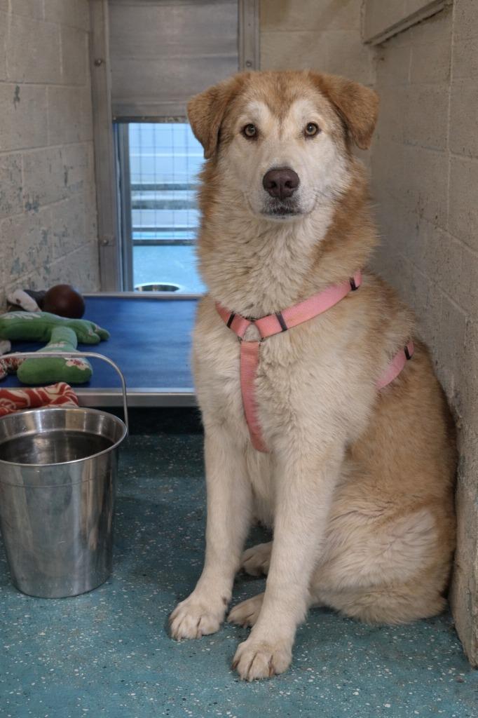 Bandit, Adoptable, Young Male Husky & Mixed Breed.