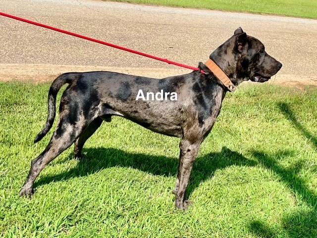 Andra