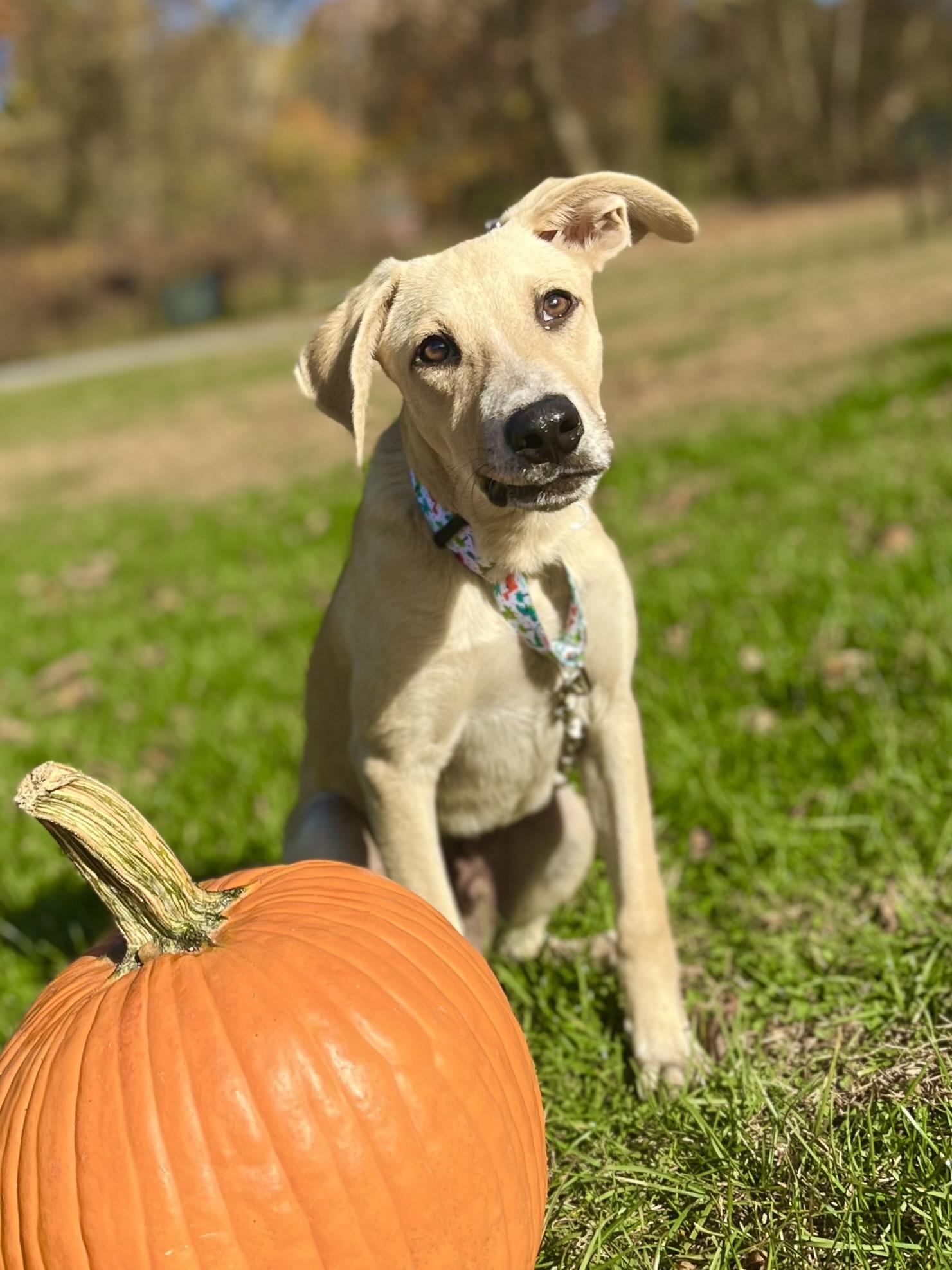Maximus, a Adoptable mixed breed in Griswold, CT image 4/6
