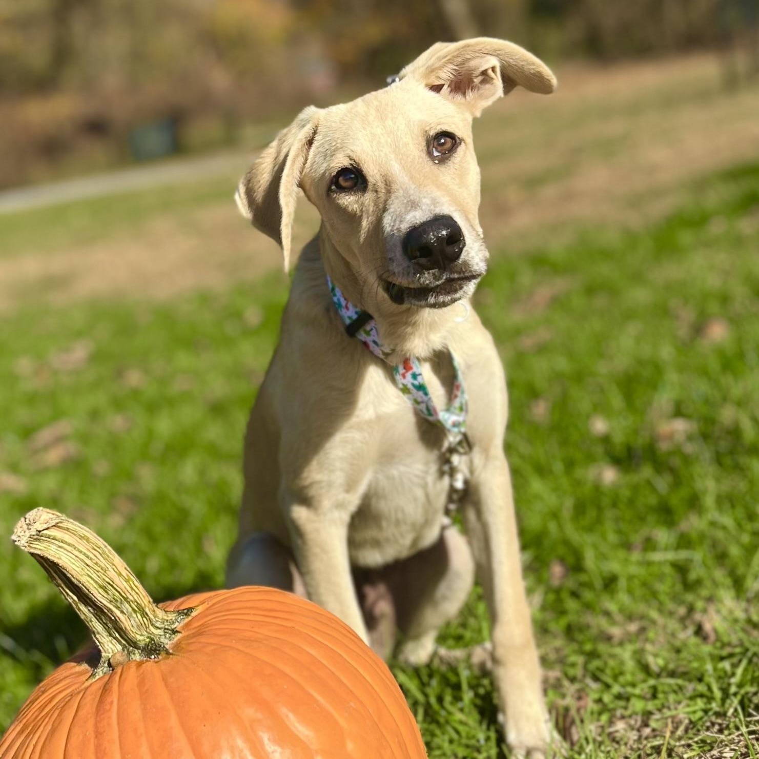 Enlarge Maximus, a Adoptable mixed breed in Griswold, CT image 3/6