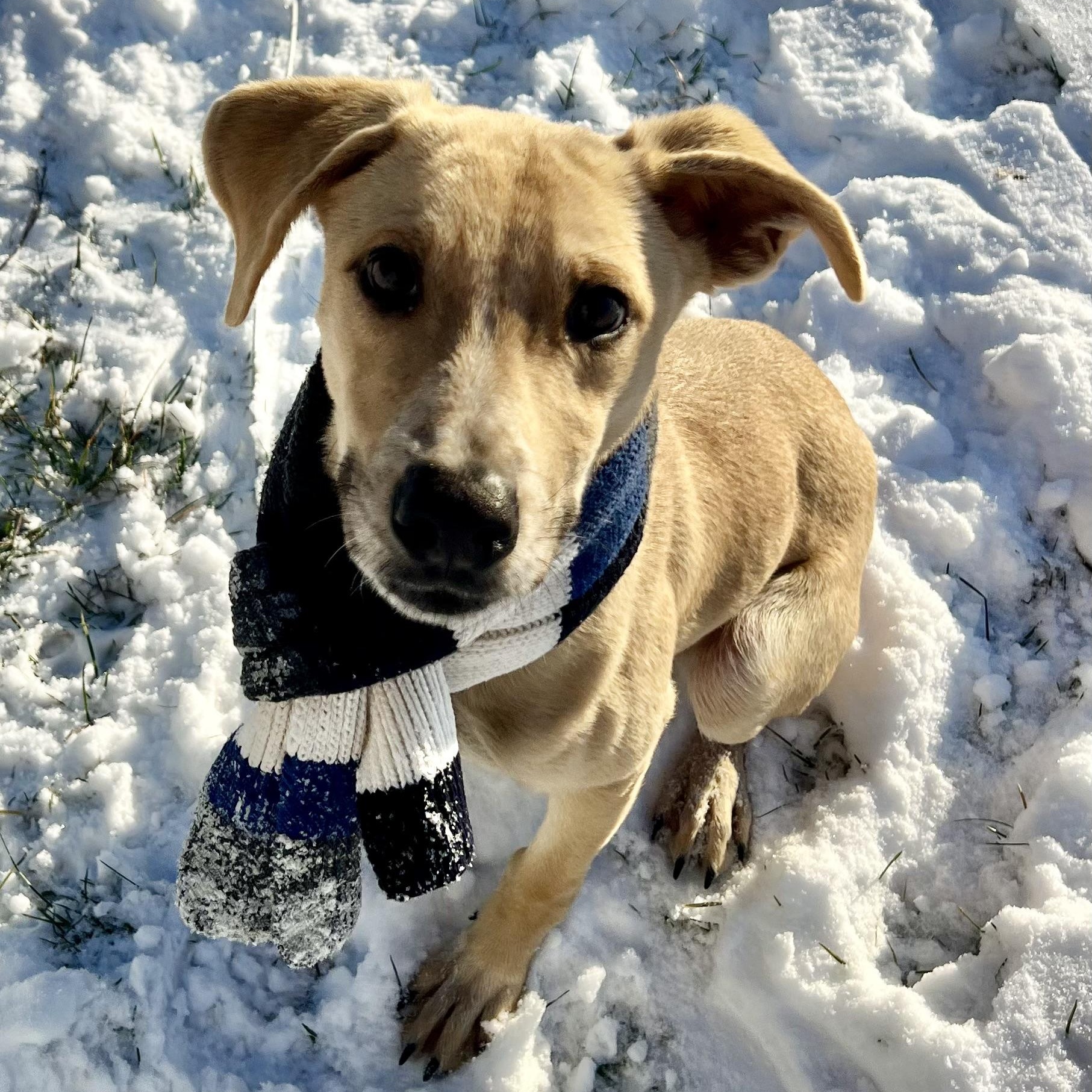 Enlarge Maximus, a Adoptable mixed breed in Griswold, CT image 6/6