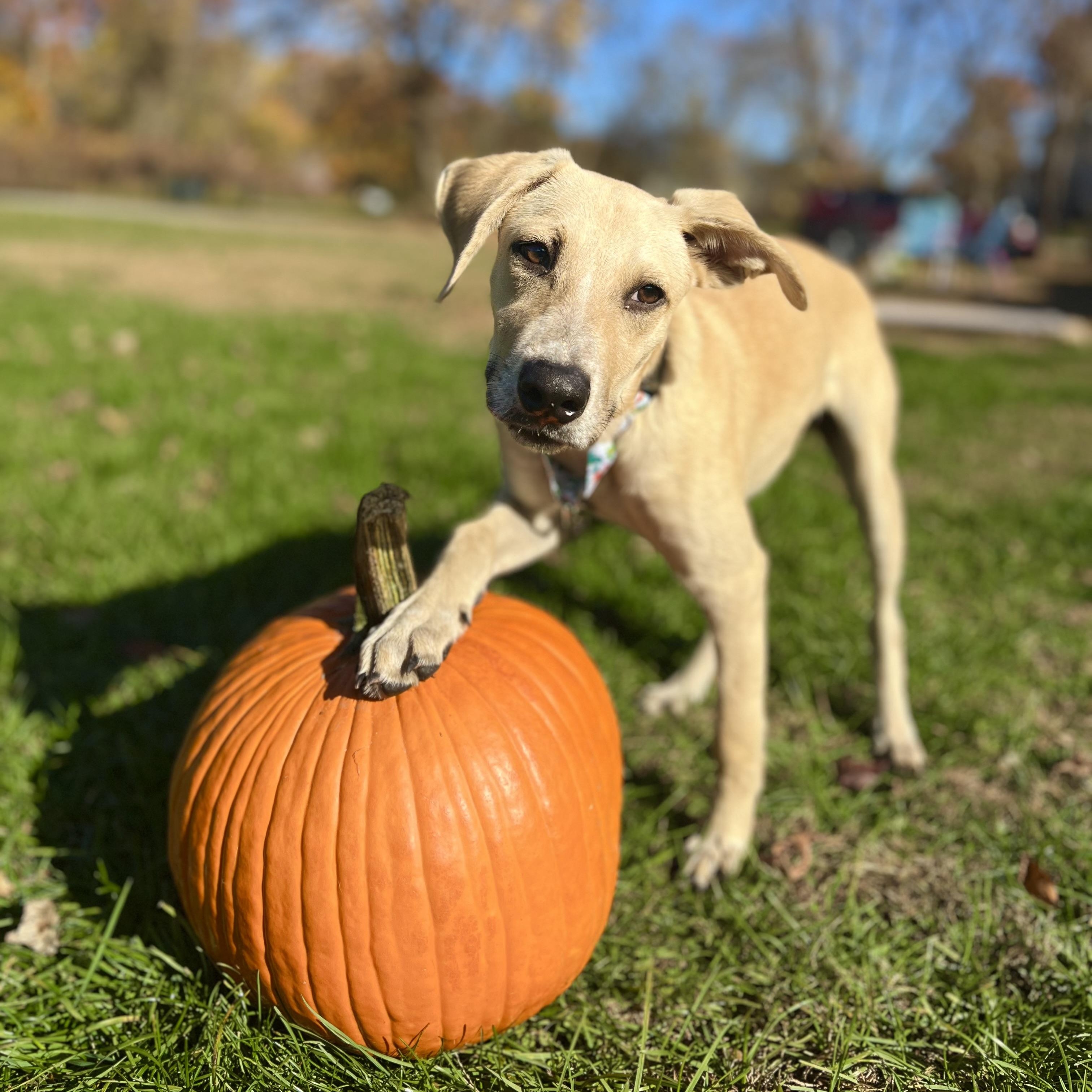 Maximus, Adoptable, Puppy Male Carolina Dog & Whippet.