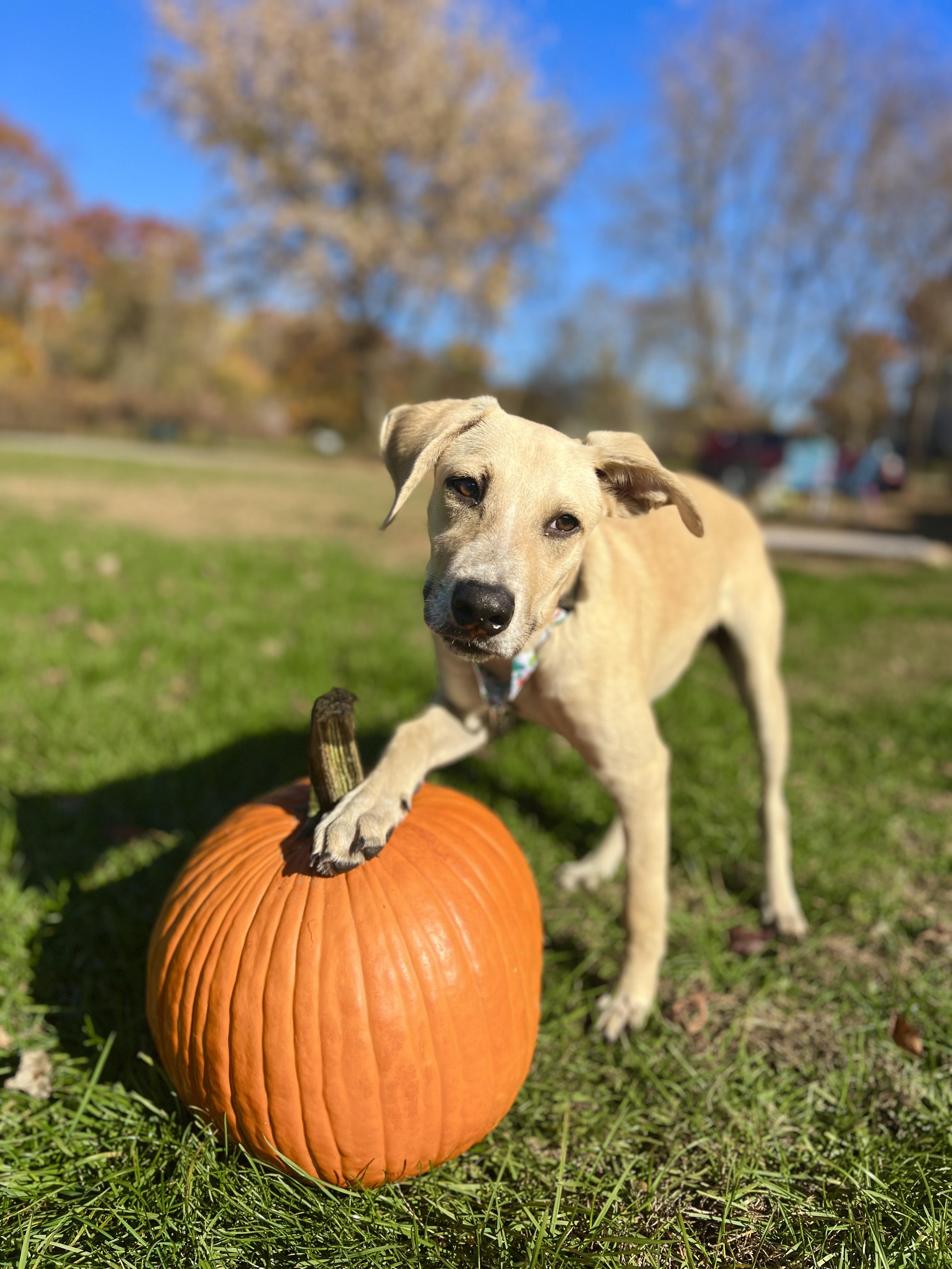 Maximus, a Adoptable mixed breed in Griswold, CT image 3/6