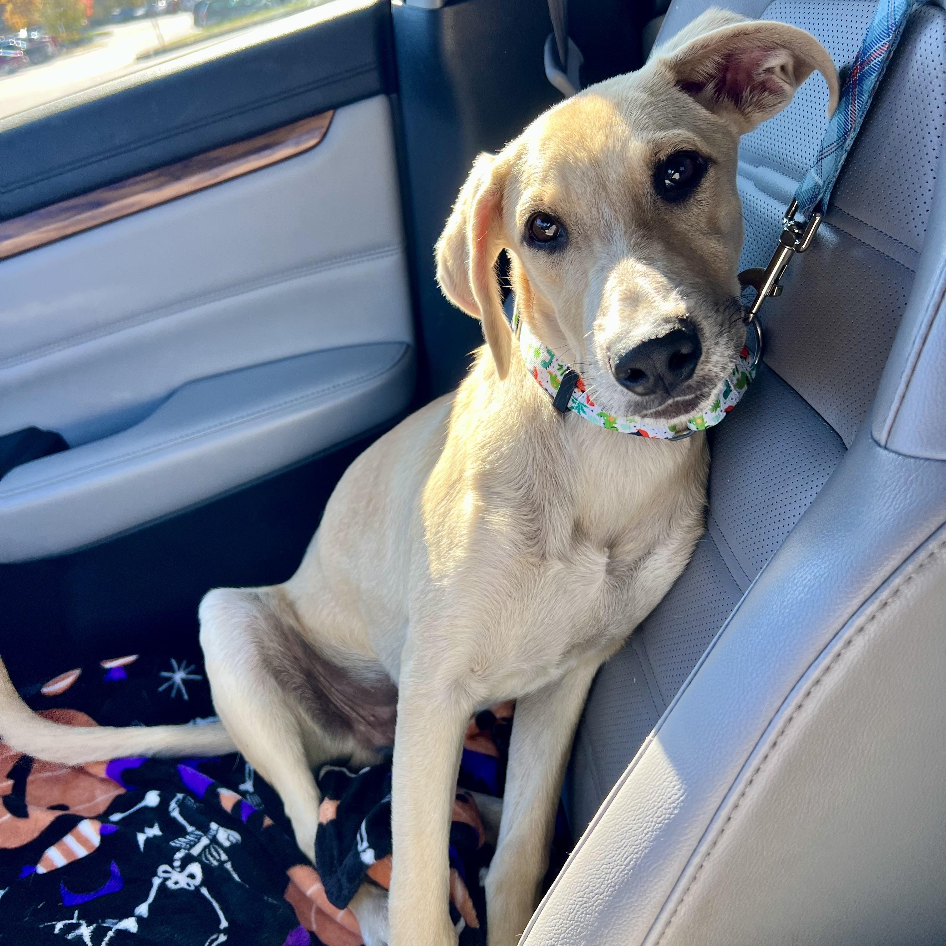 Enlarge Maximus, a Adoptable mixed breed in Griswold, CT image 4/6