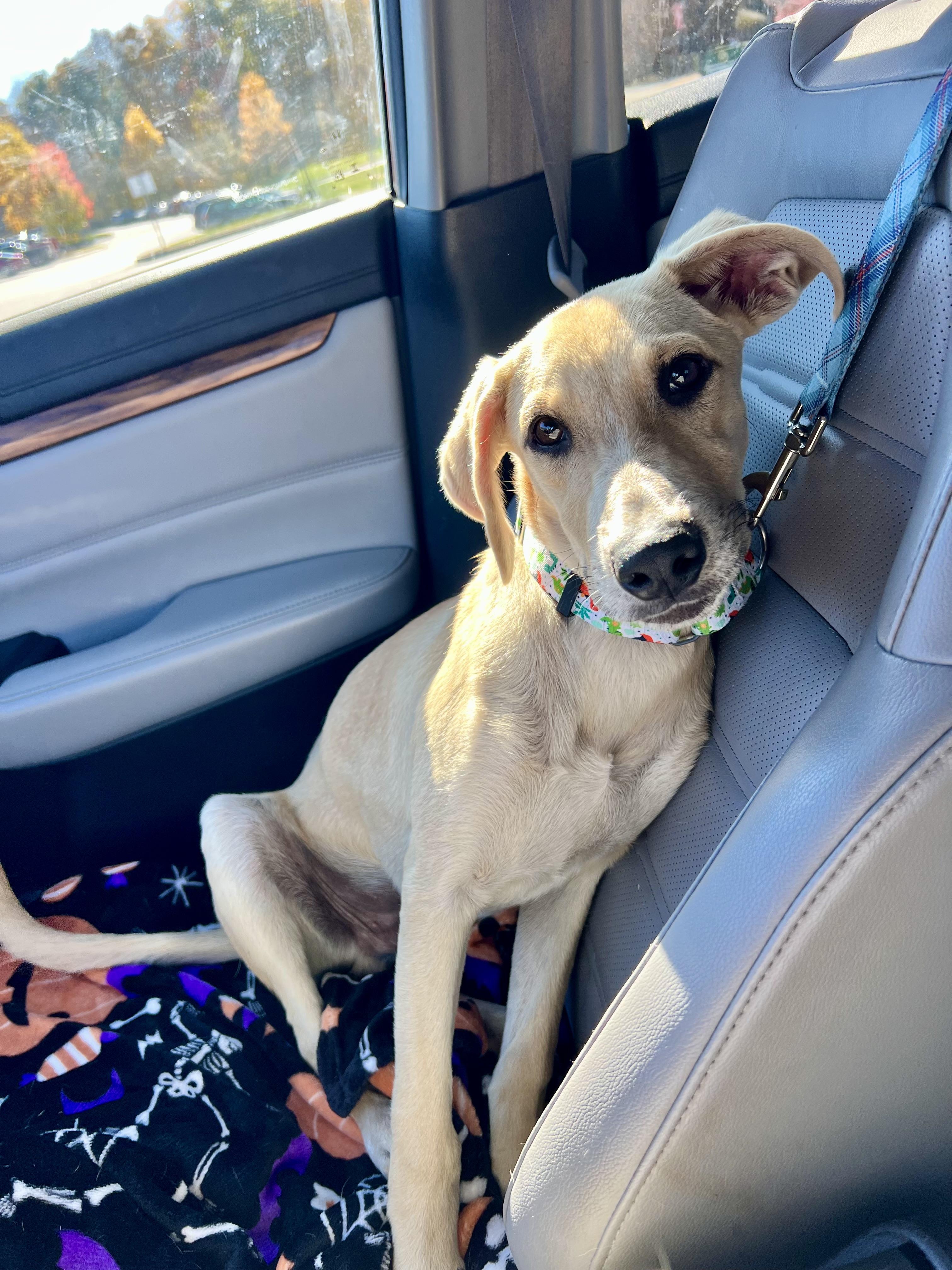 Maximus, a Adoptable mixed breed in Griswold, CT image 5/6