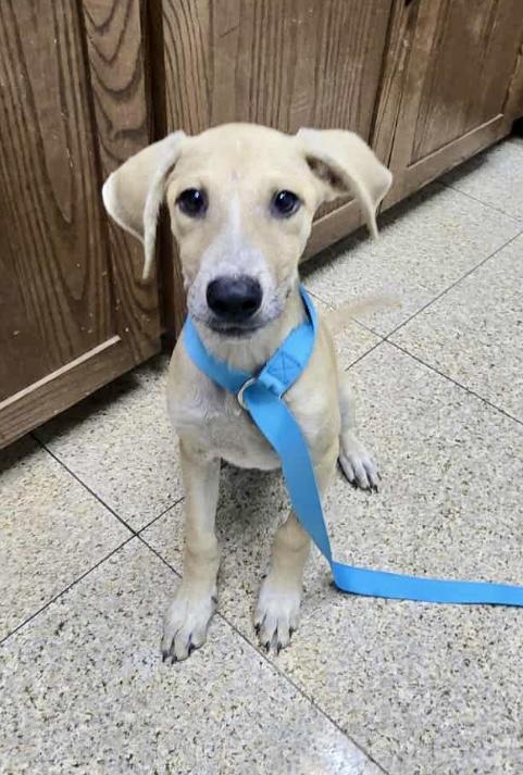 Maximus, Adoptable, Puppy Male Carolina Dog & Whippet.