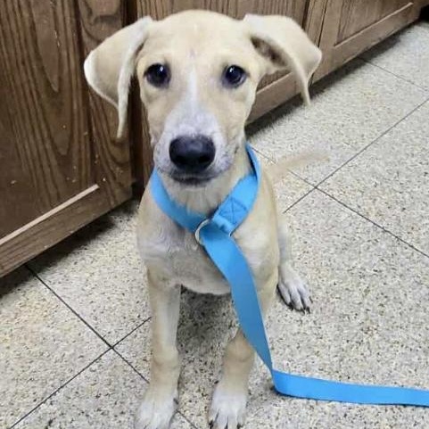 Enlarge Maximus, a Adoptable mixed breed in Griswold, CT image 2/6