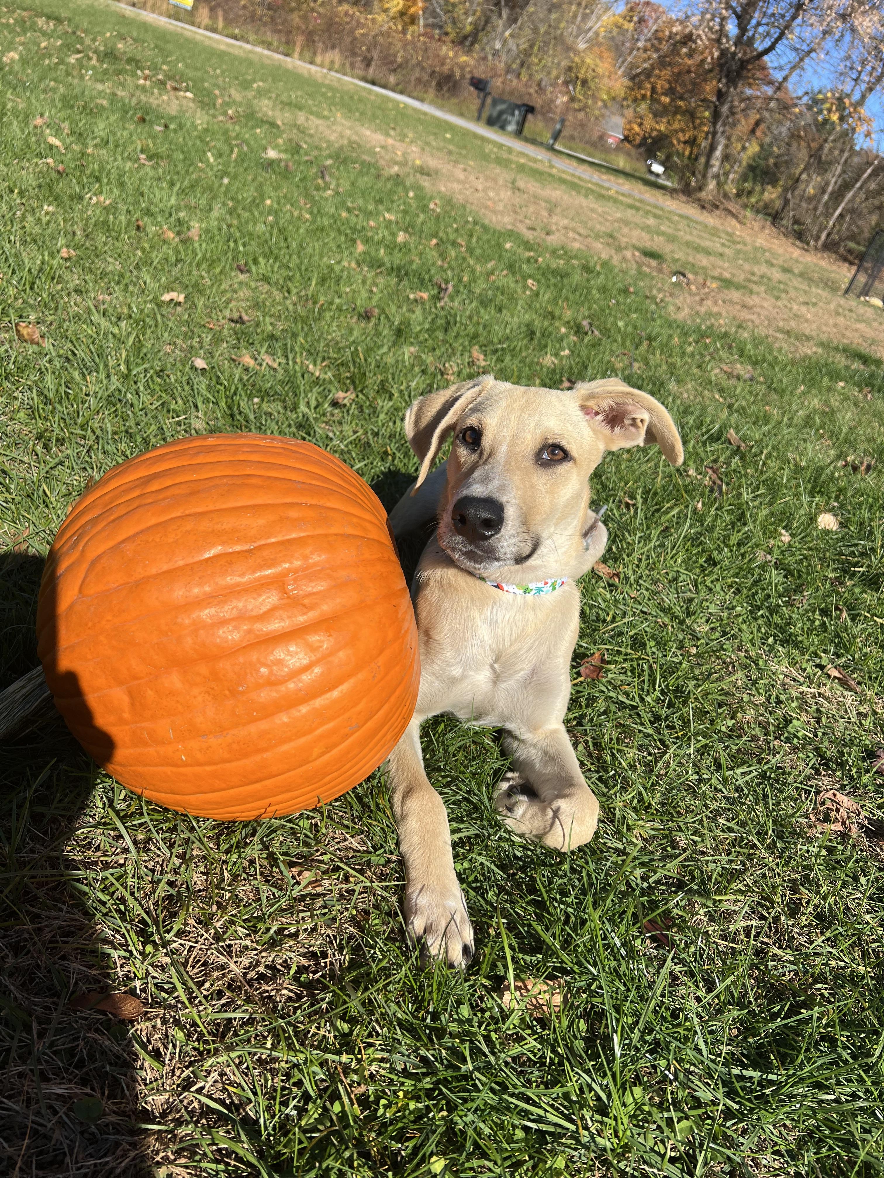 Maximus, a Adoptable mixed breed in Griswold, CT image 6/6