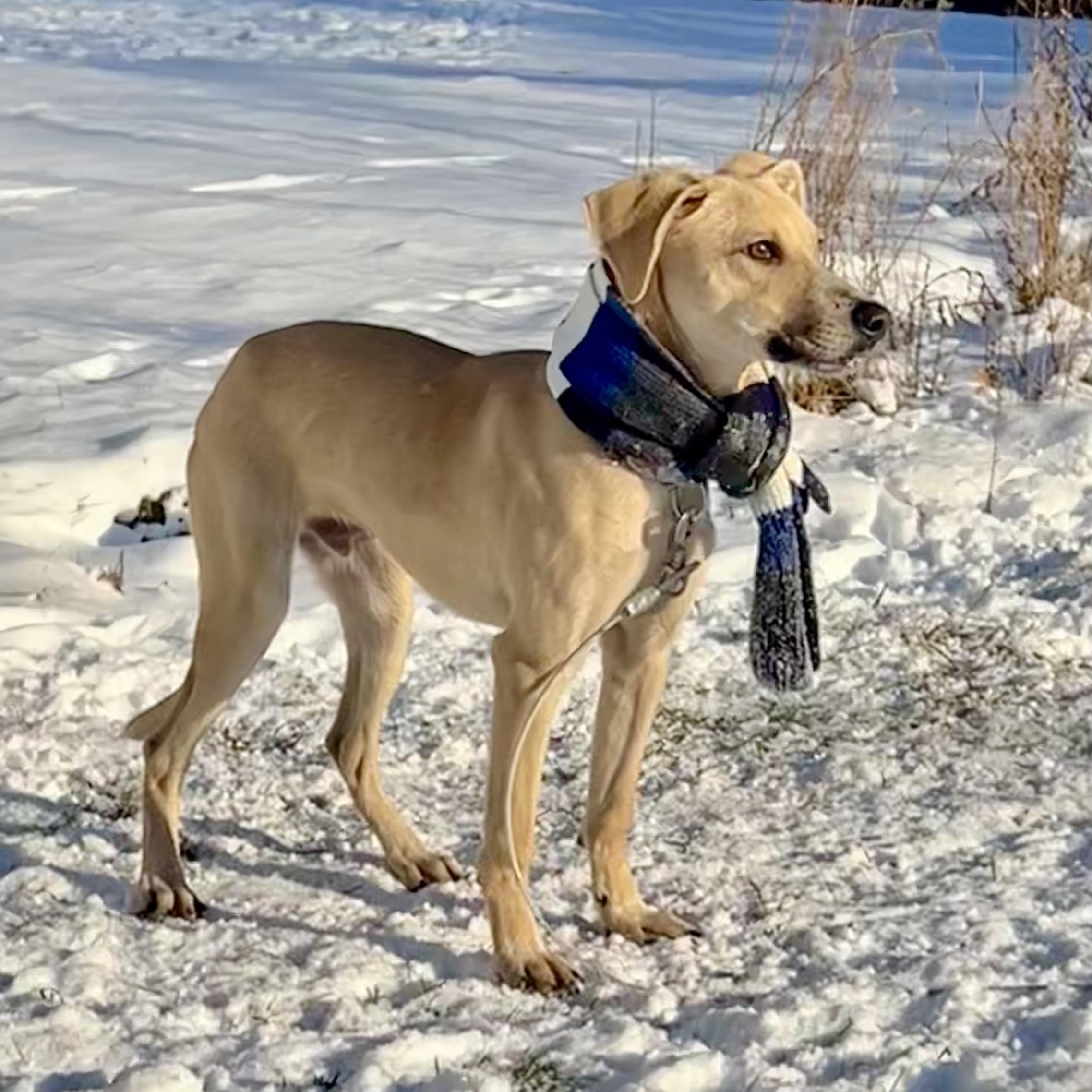 Enlarge Maximus, a Adoptable mixed breed in Griswold, CT image 5/6